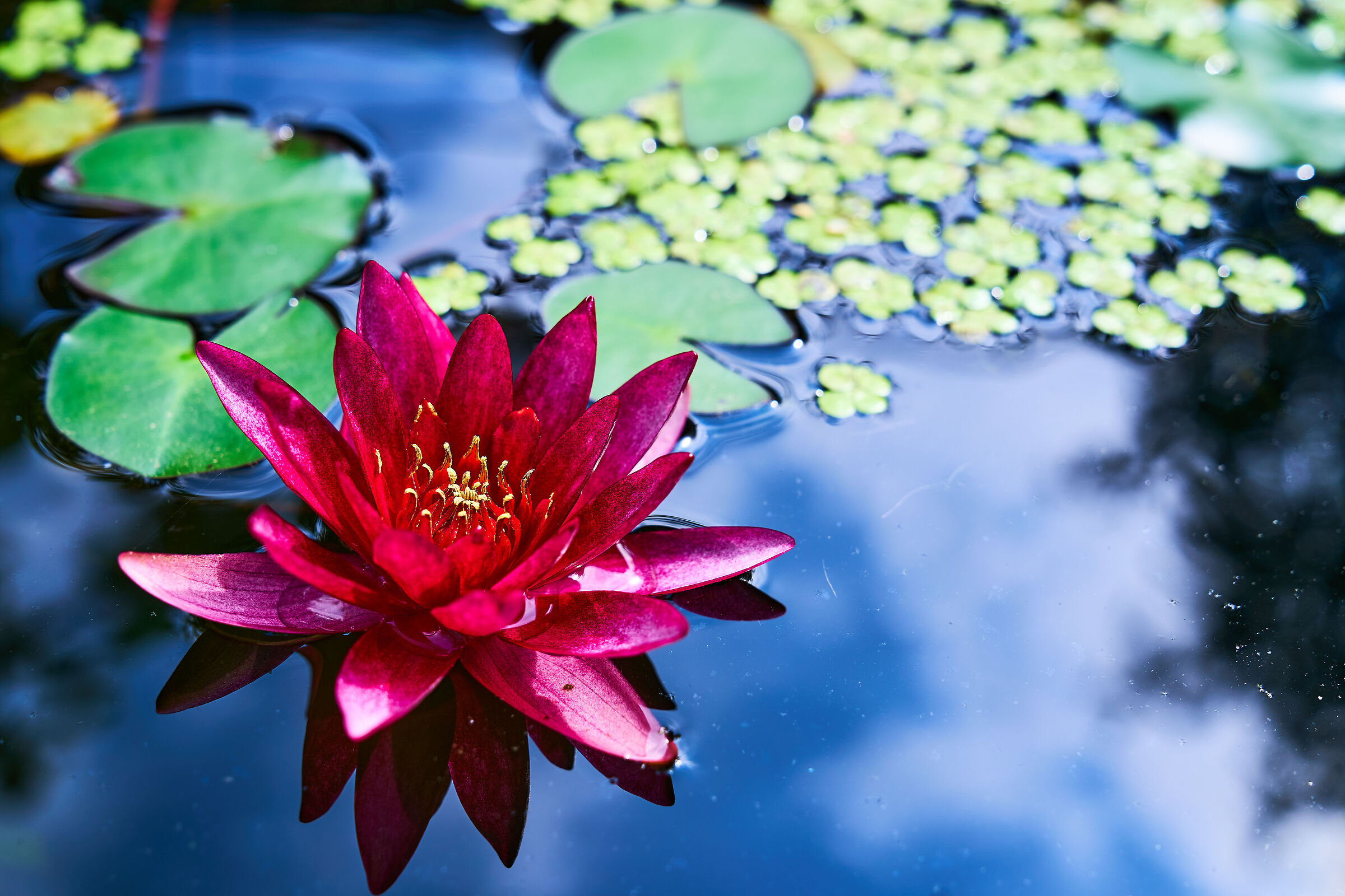 Nymphaea 'Escarboucle'