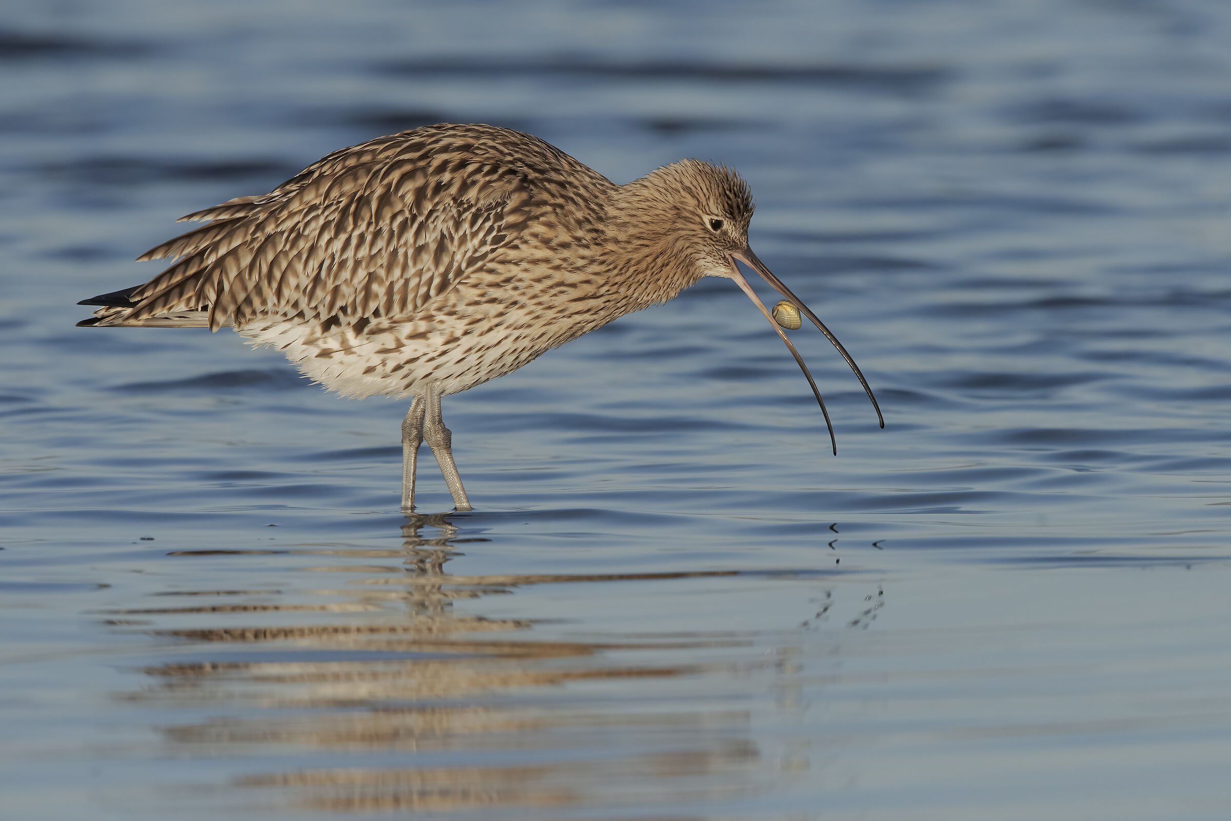 il chiurlo e l'arsella