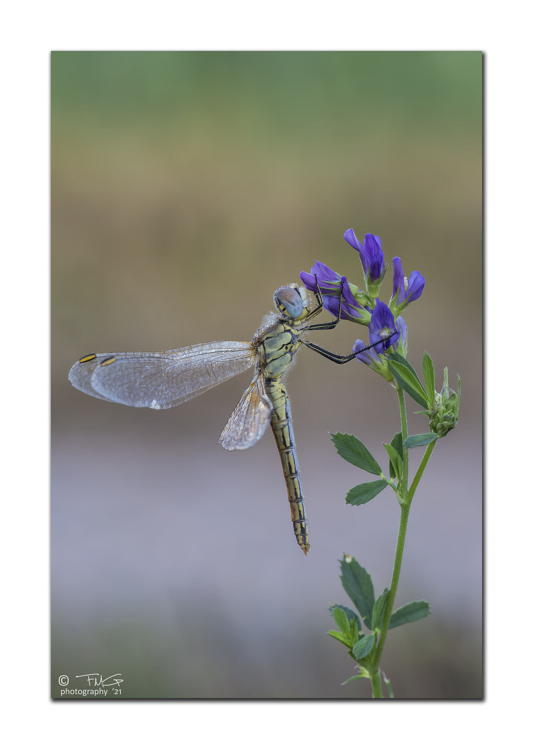 Sympetrum Fonscolombii