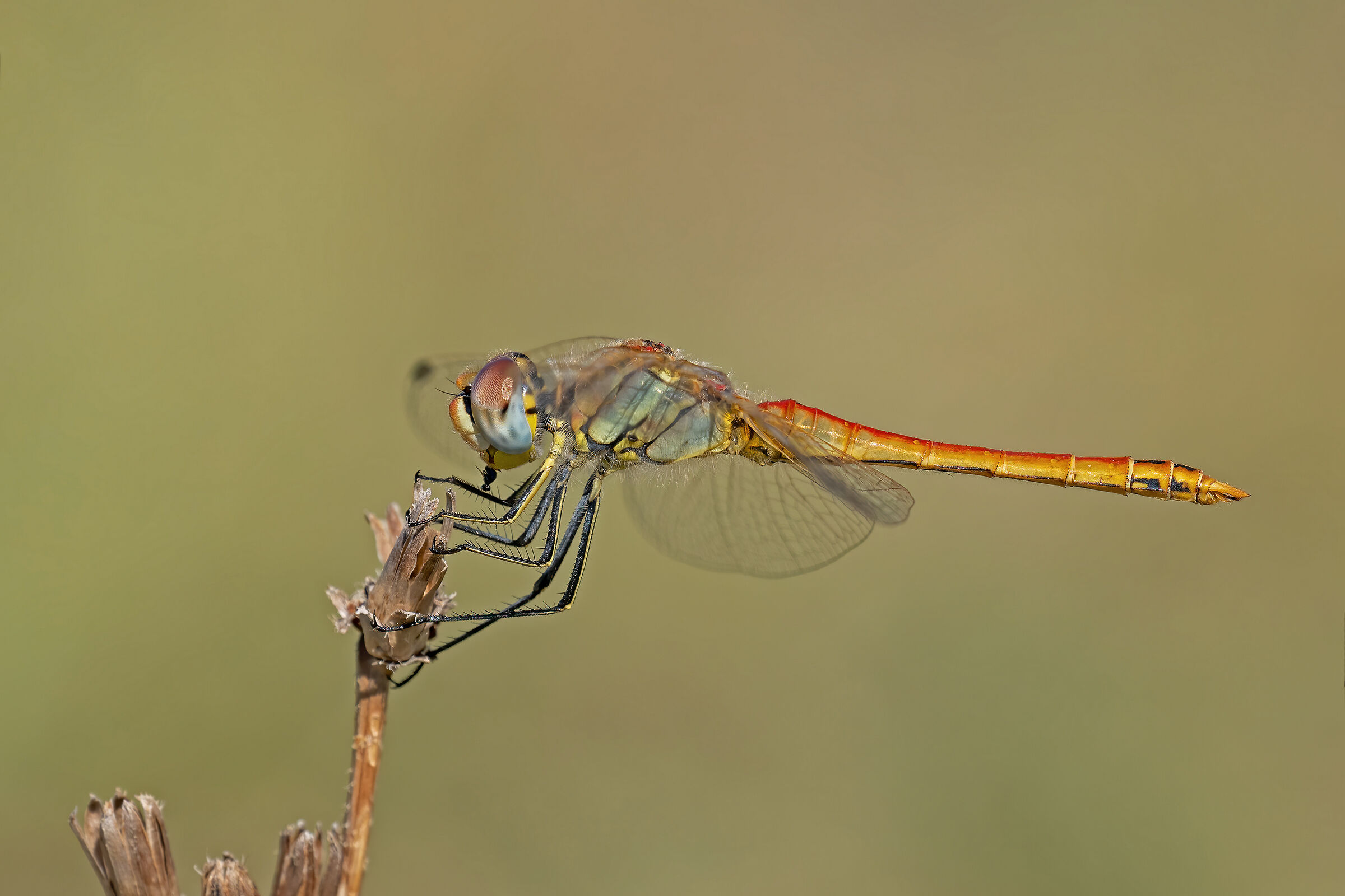 Dragonfly eating ant