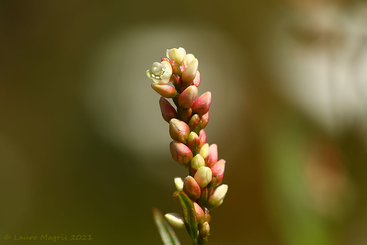 Poligono Persicaria