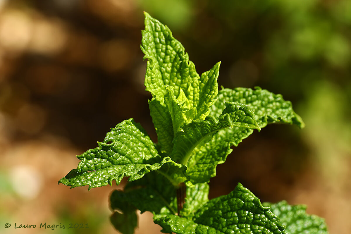 Menta Romana