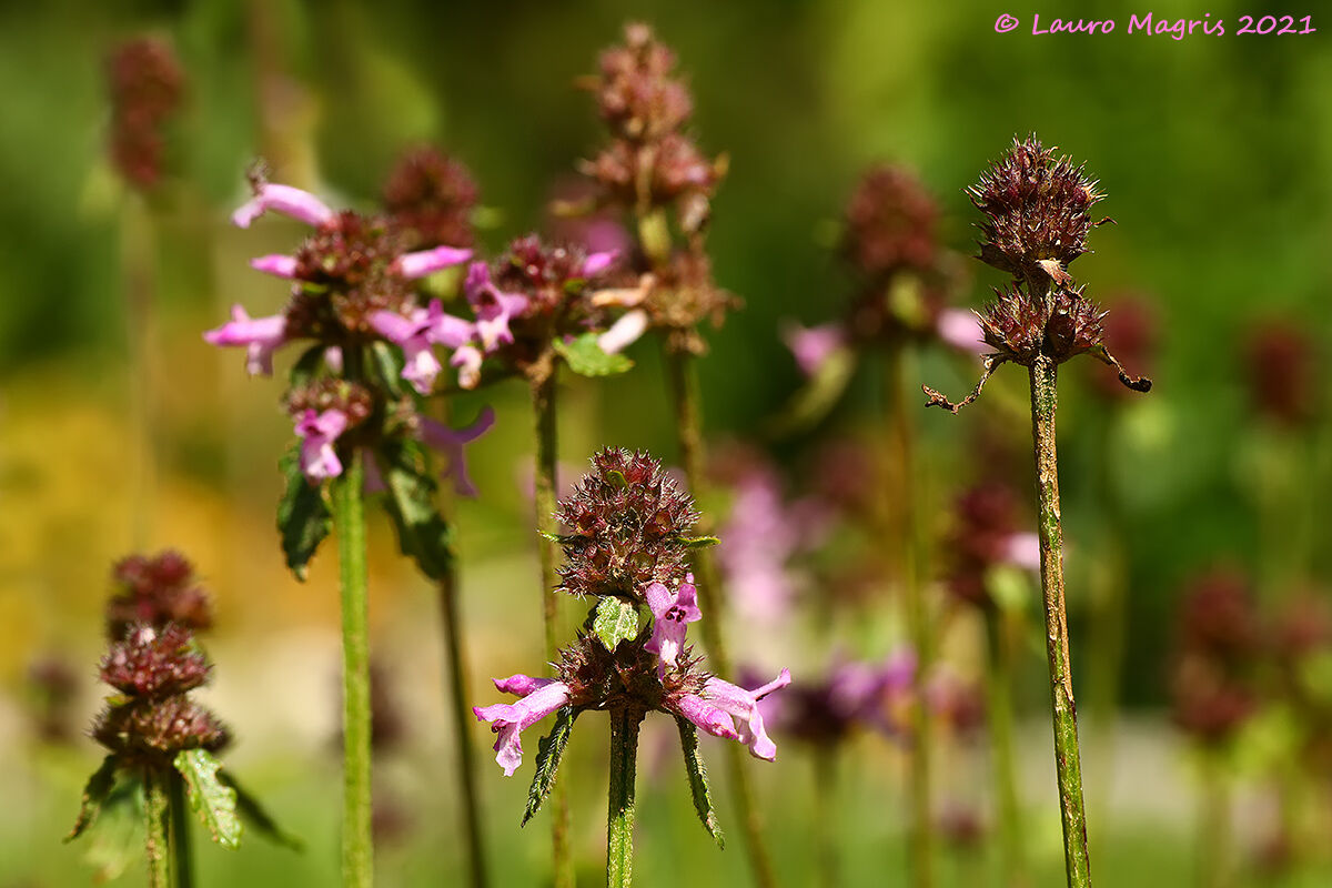 Betonica Municipality