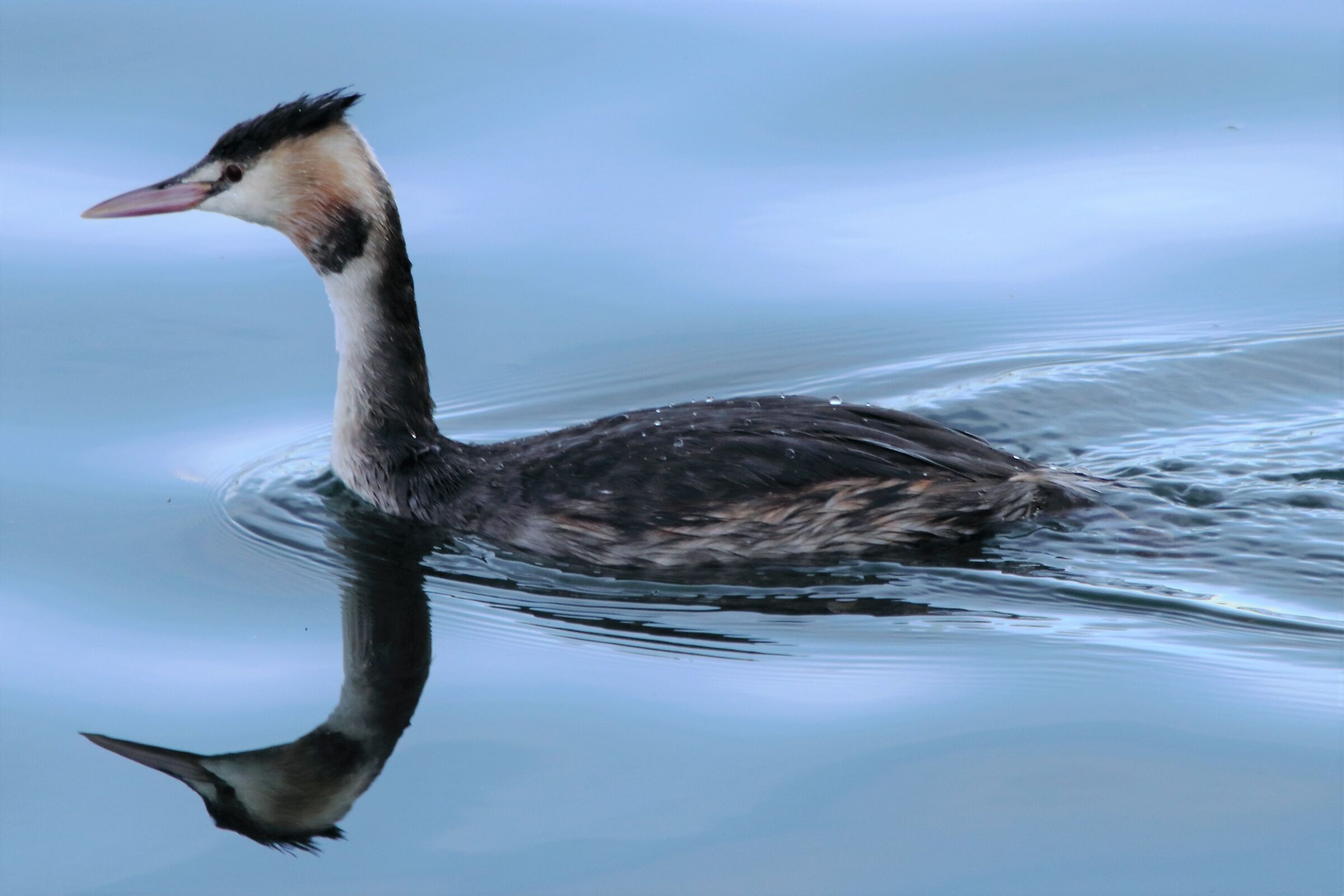 grebe