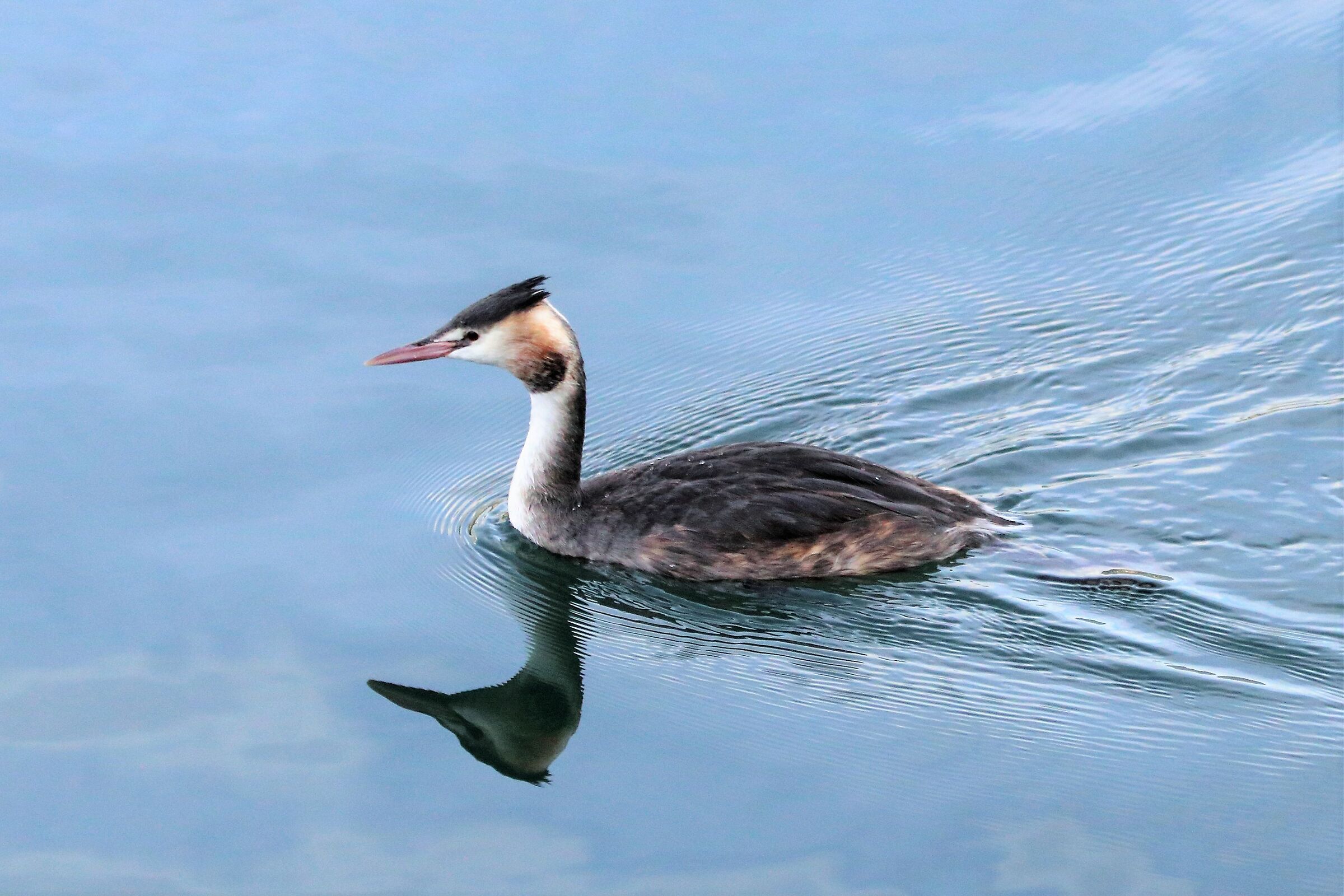 grebe