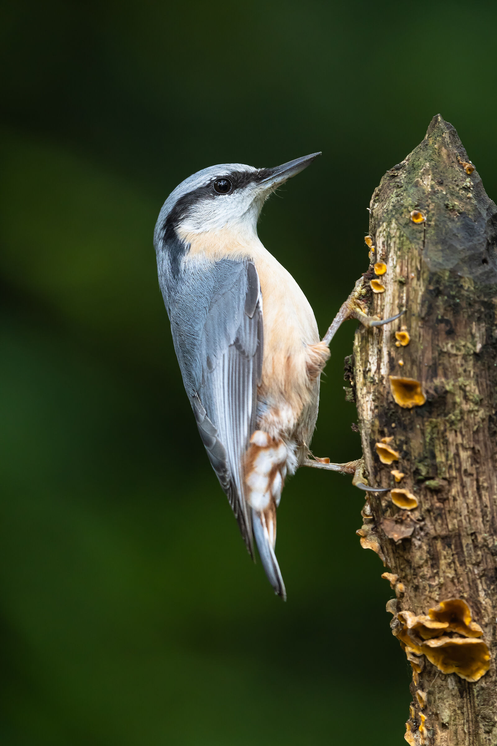 Eurasian nuthatch (Sitta europaea)