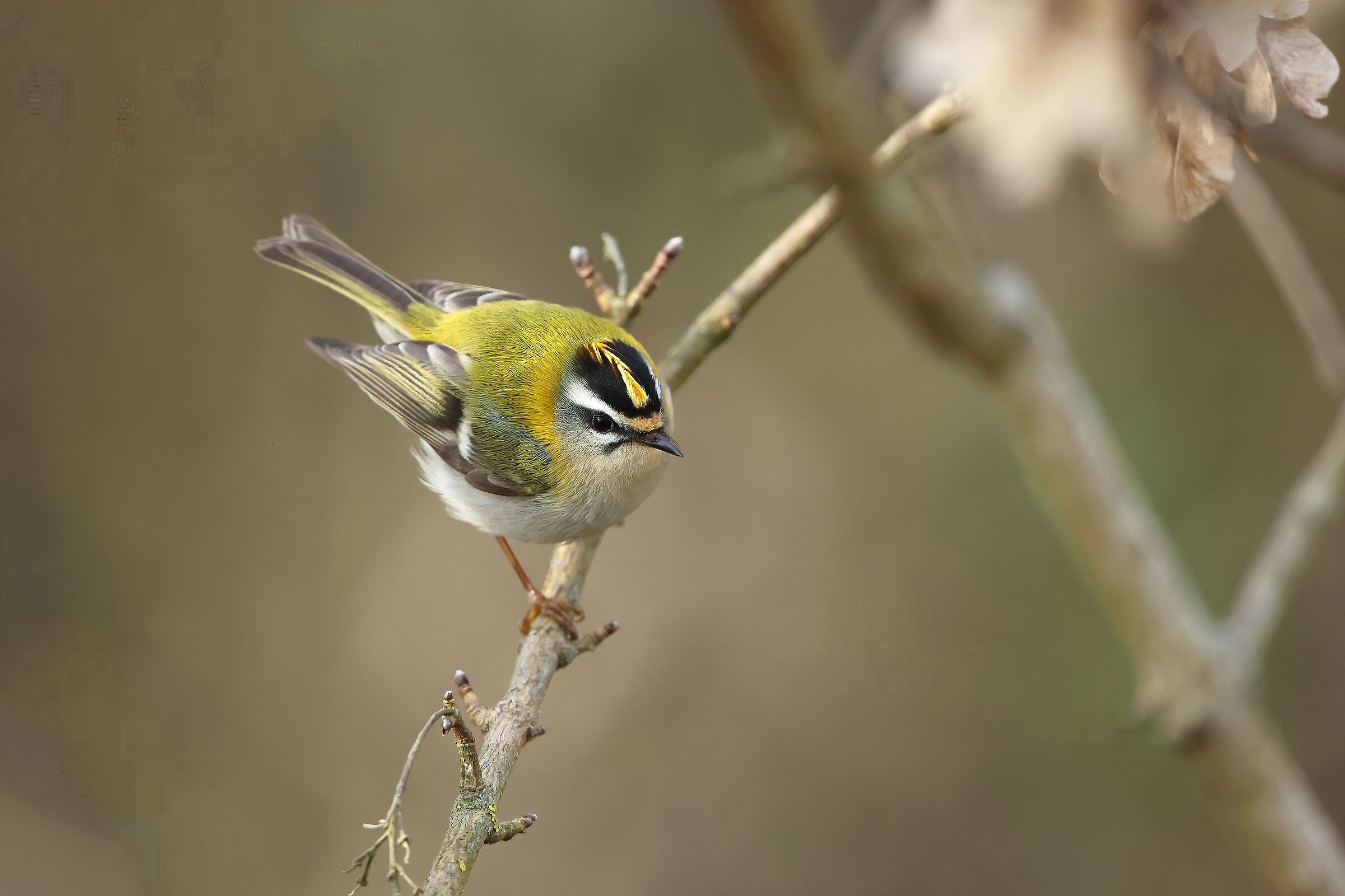 Firecrest