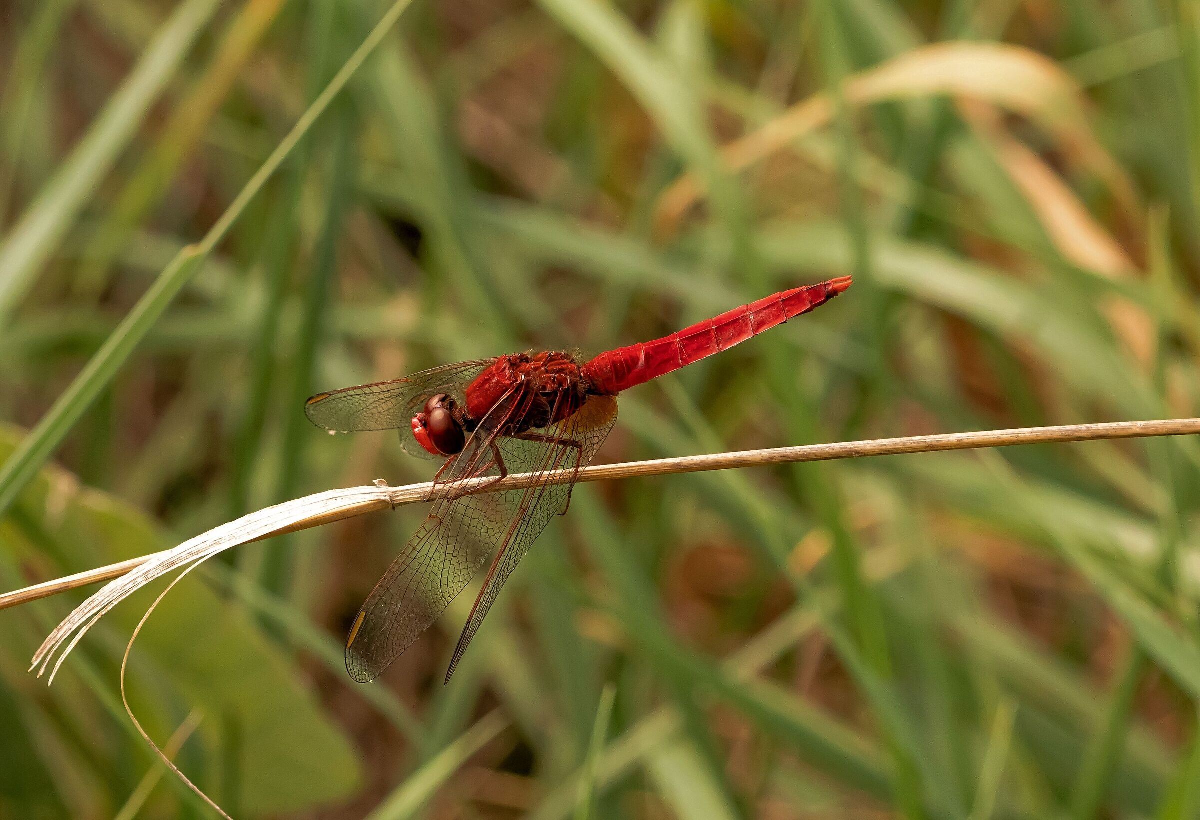 dragonfly Sympetrum male Oasi Baggero(CO)31/08/2021