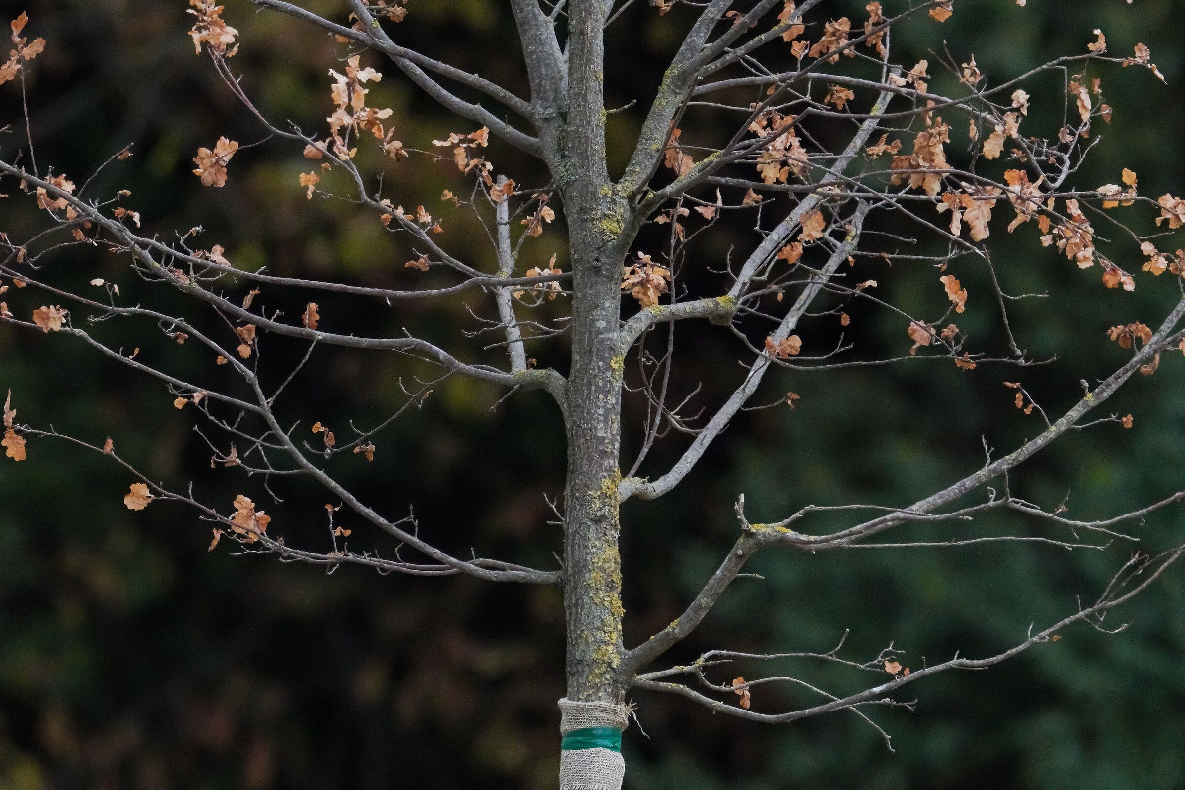 test albero a6600 con 200-600 liscio