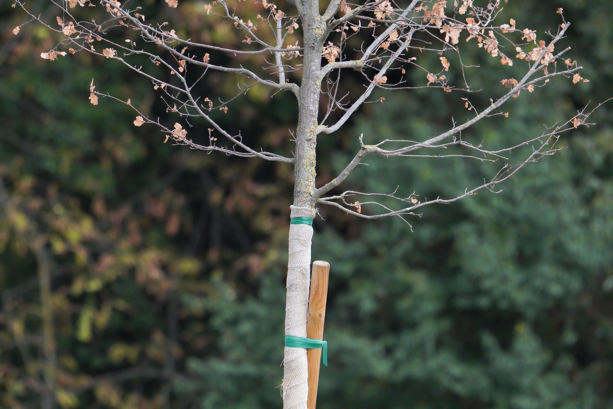 test albero a6600 con 200-600 liscio e teleconverter