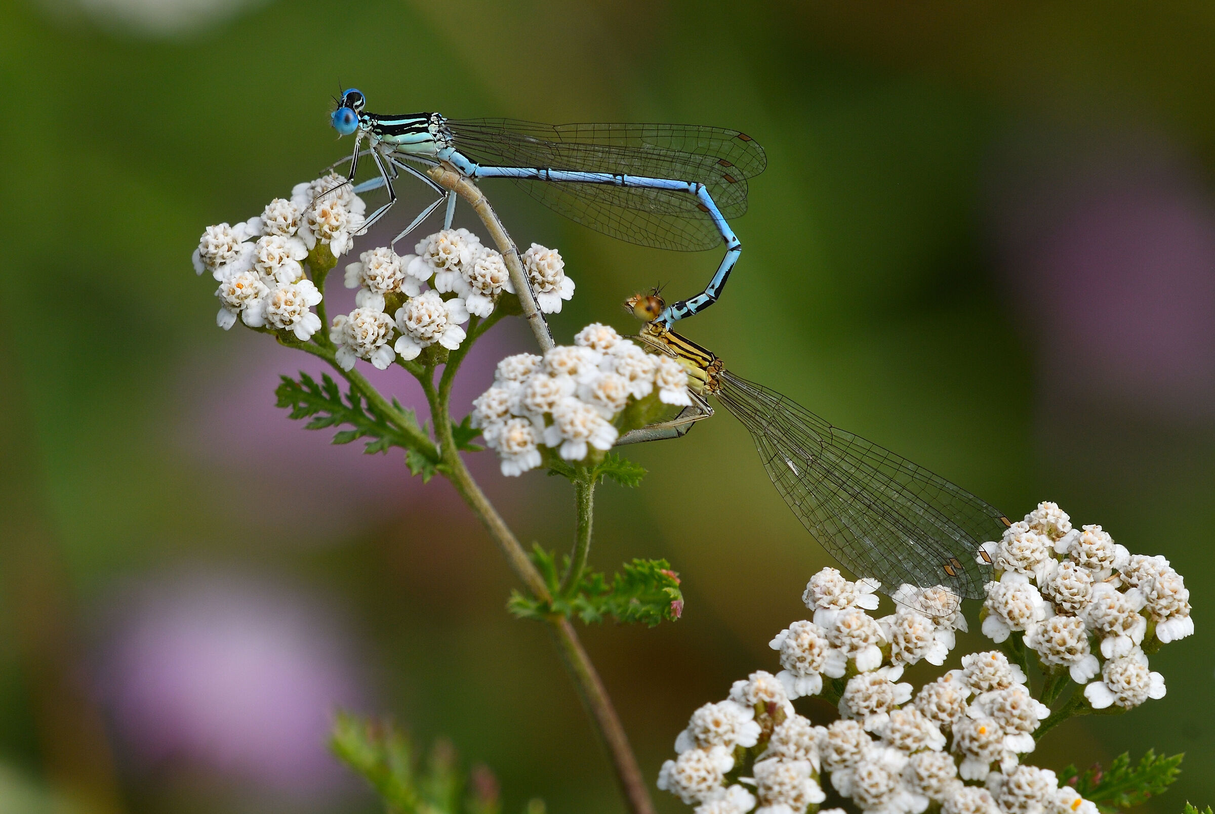 damigelle in love...