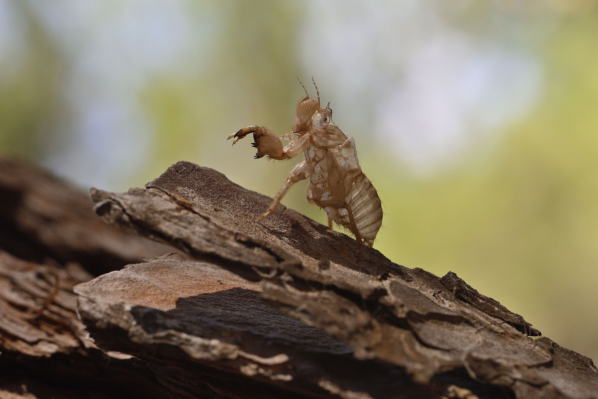 Cicada exuvia