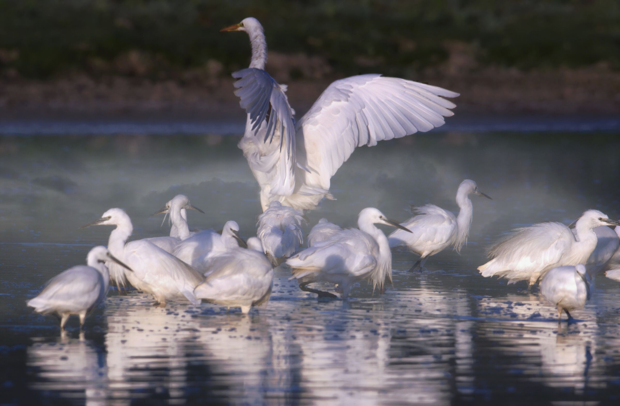 Il Re e le Cortigiane