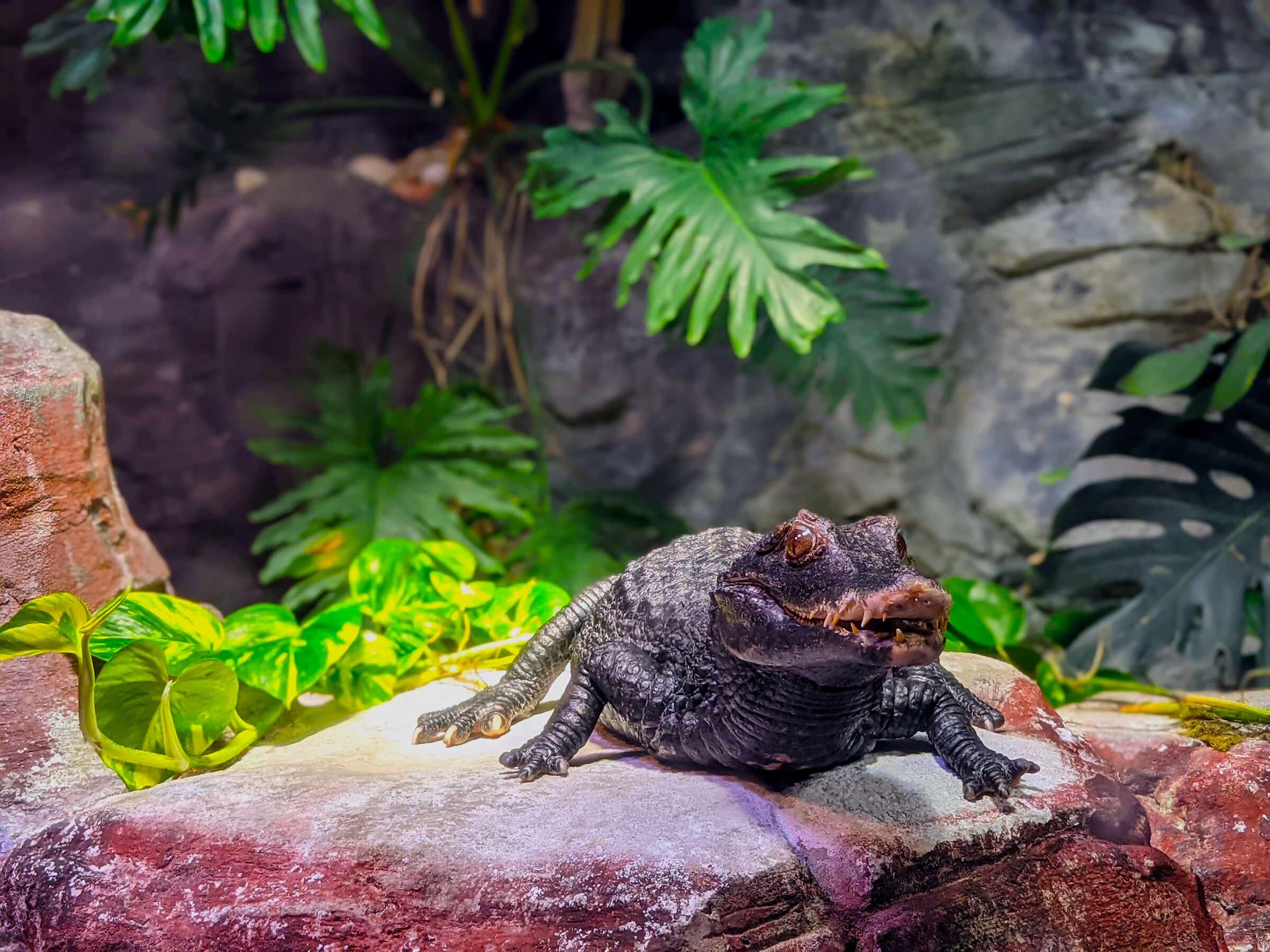 Cuvier dwarf caiman