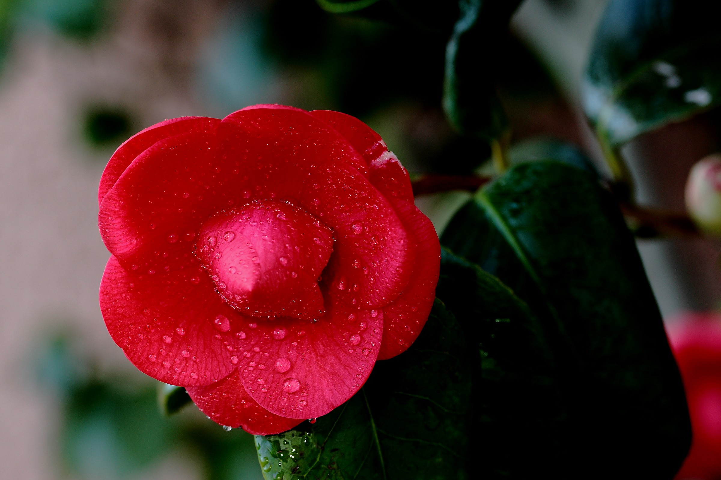 last flowers of the camellia sasangue