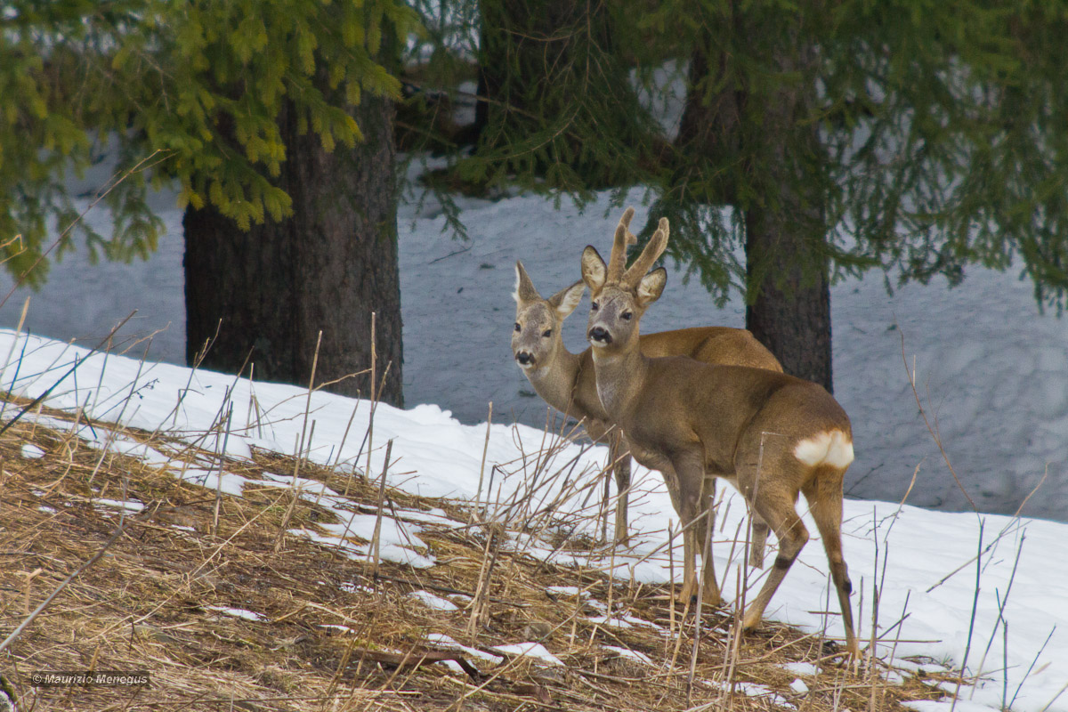 Coppia di caprioli