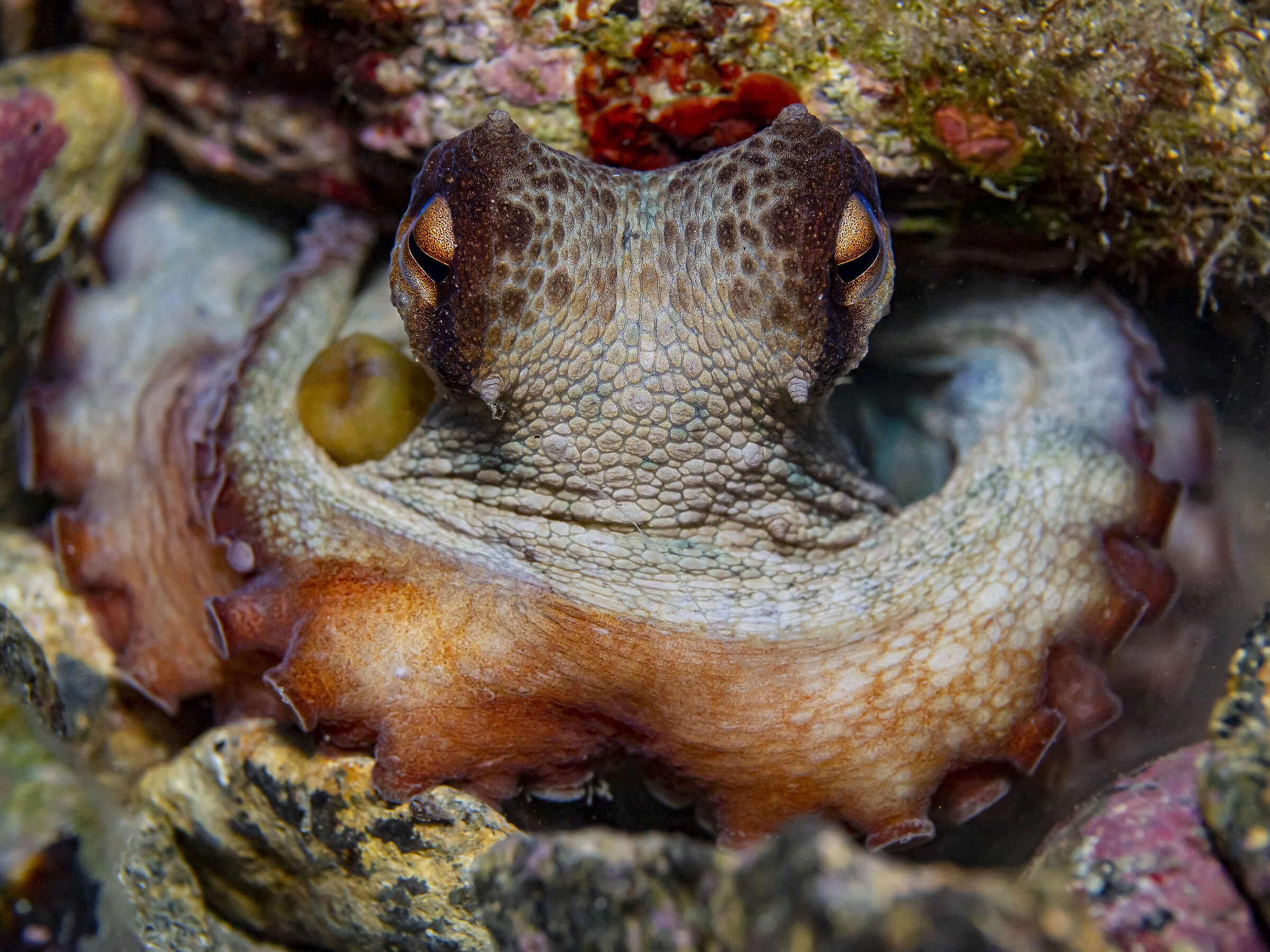 Octopus vulgaris