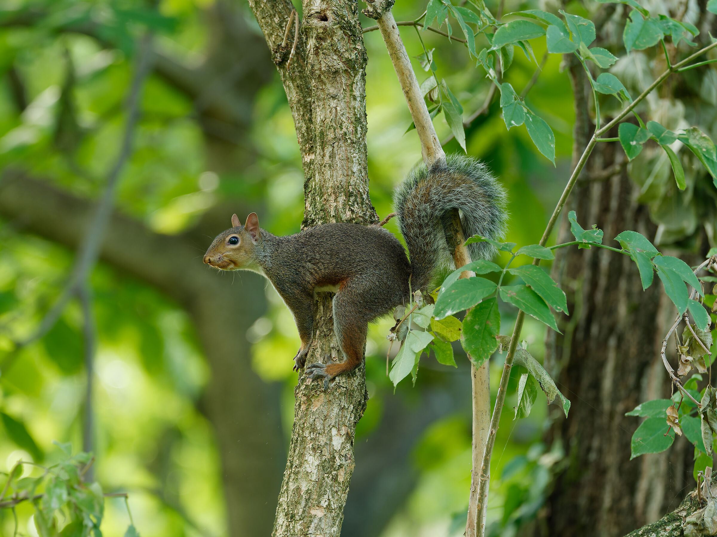 Squirrel 1