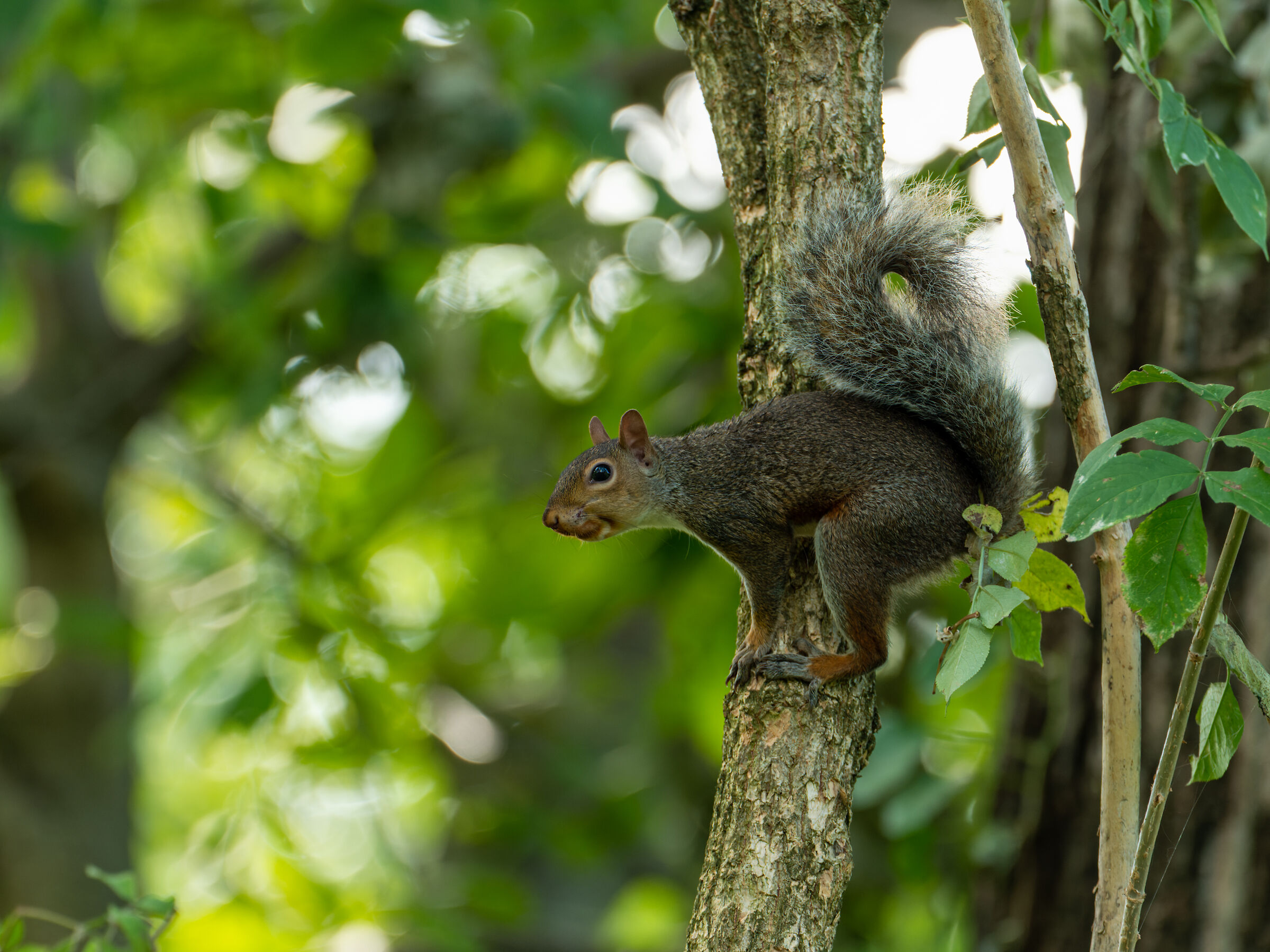 Squirrel 3