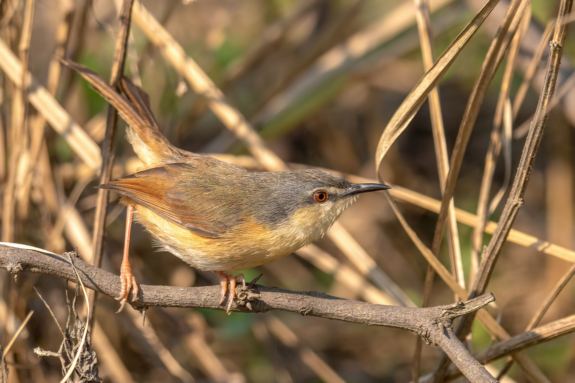 Prinia cenerina, ashy prinia