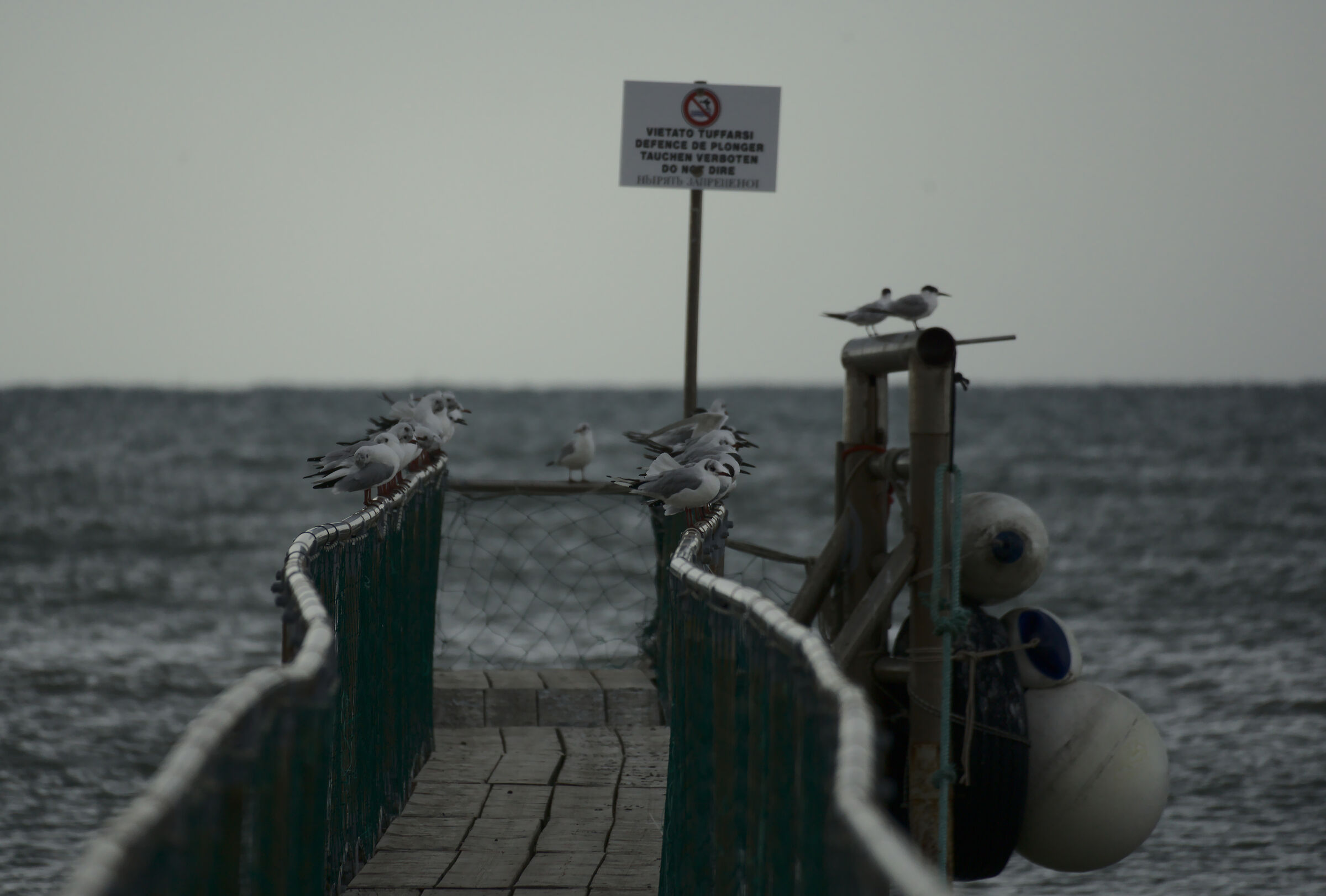 Seagalls