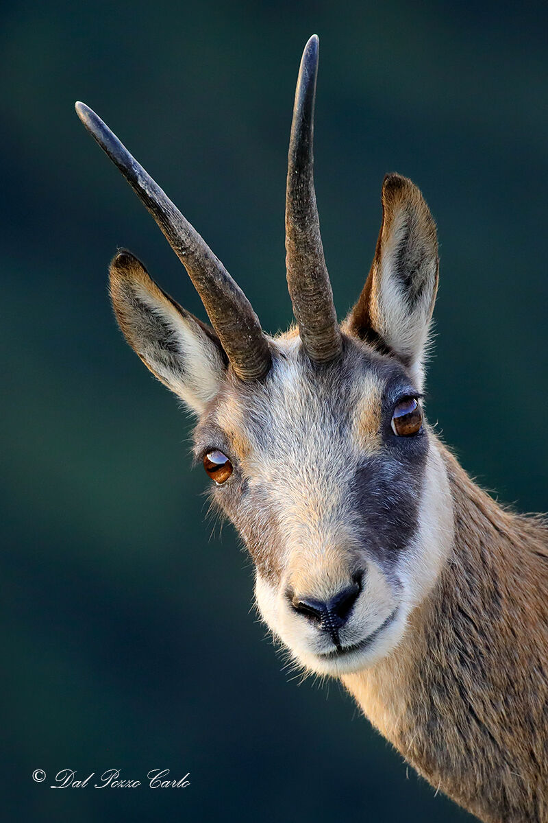 Green pass passport photo