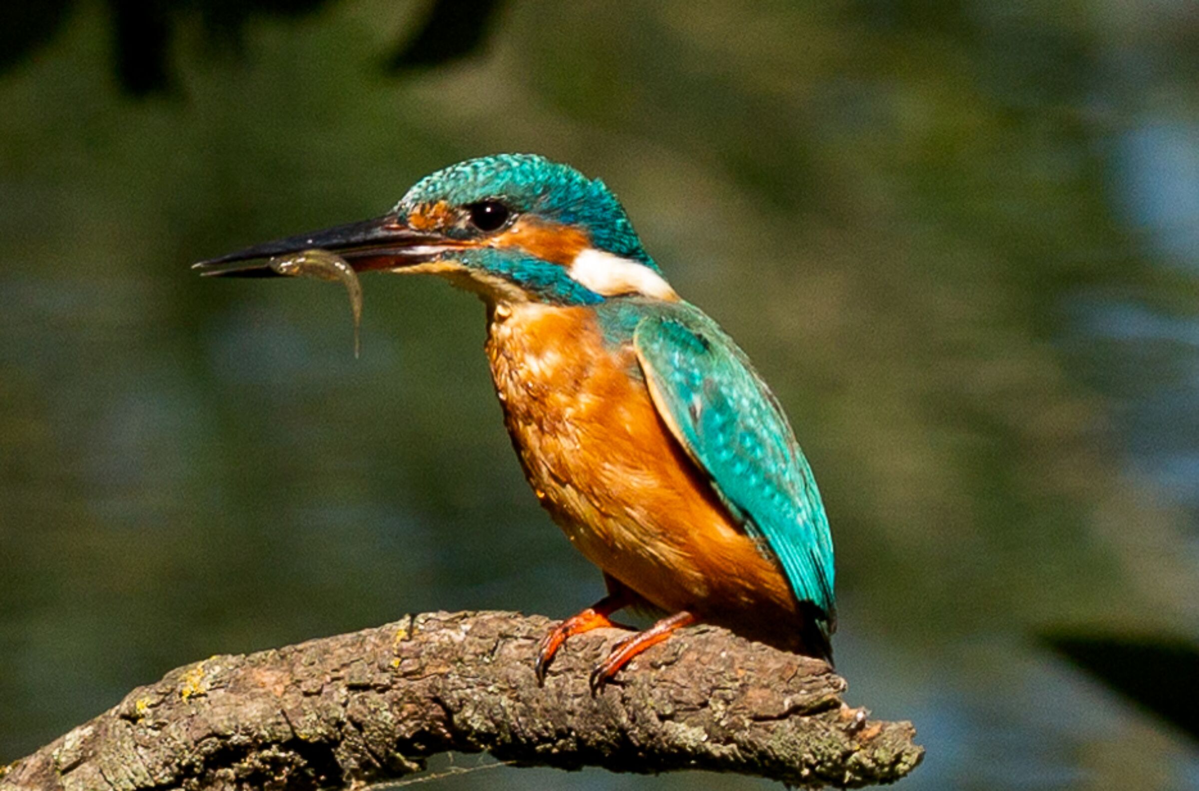 Martin Pescatore con preda