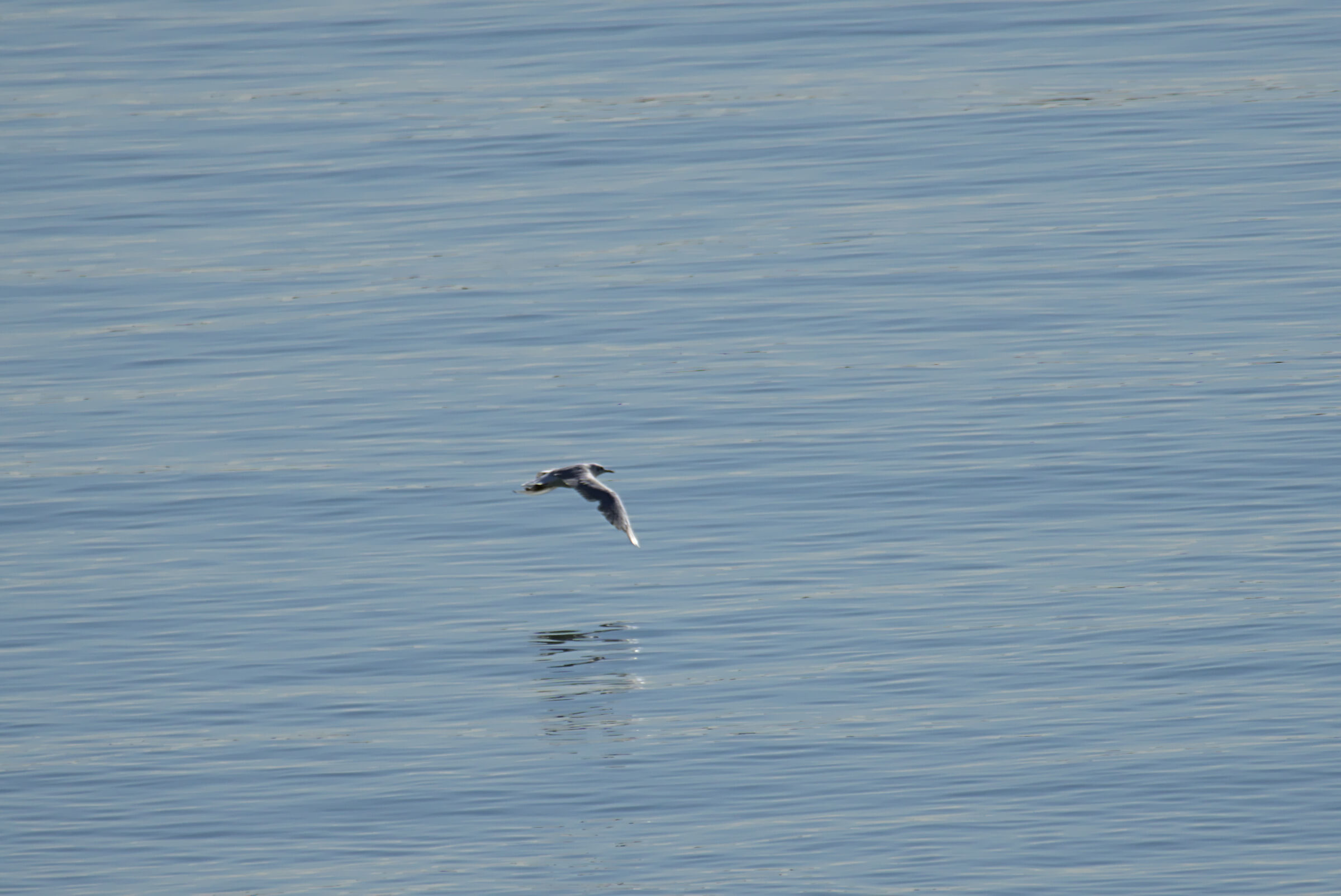 Flying over the water