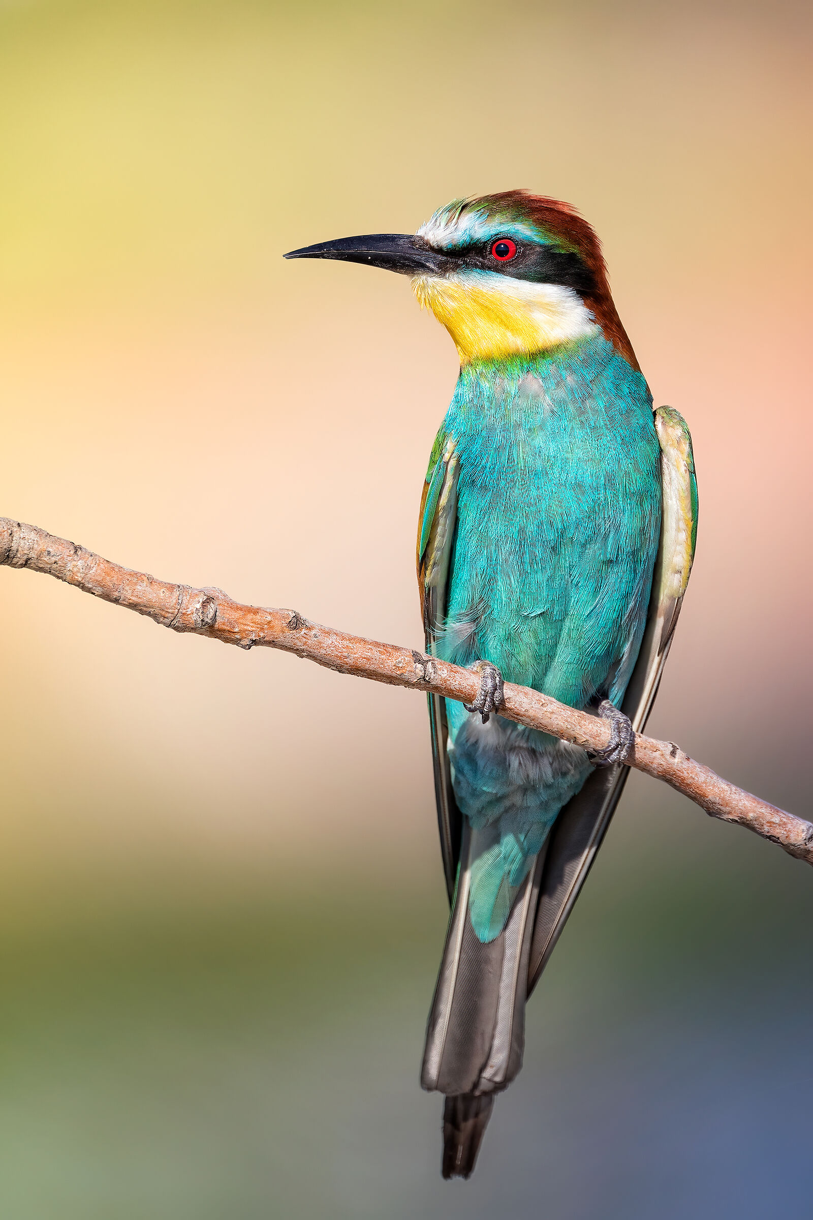 Non chiamatemi esotico!!!