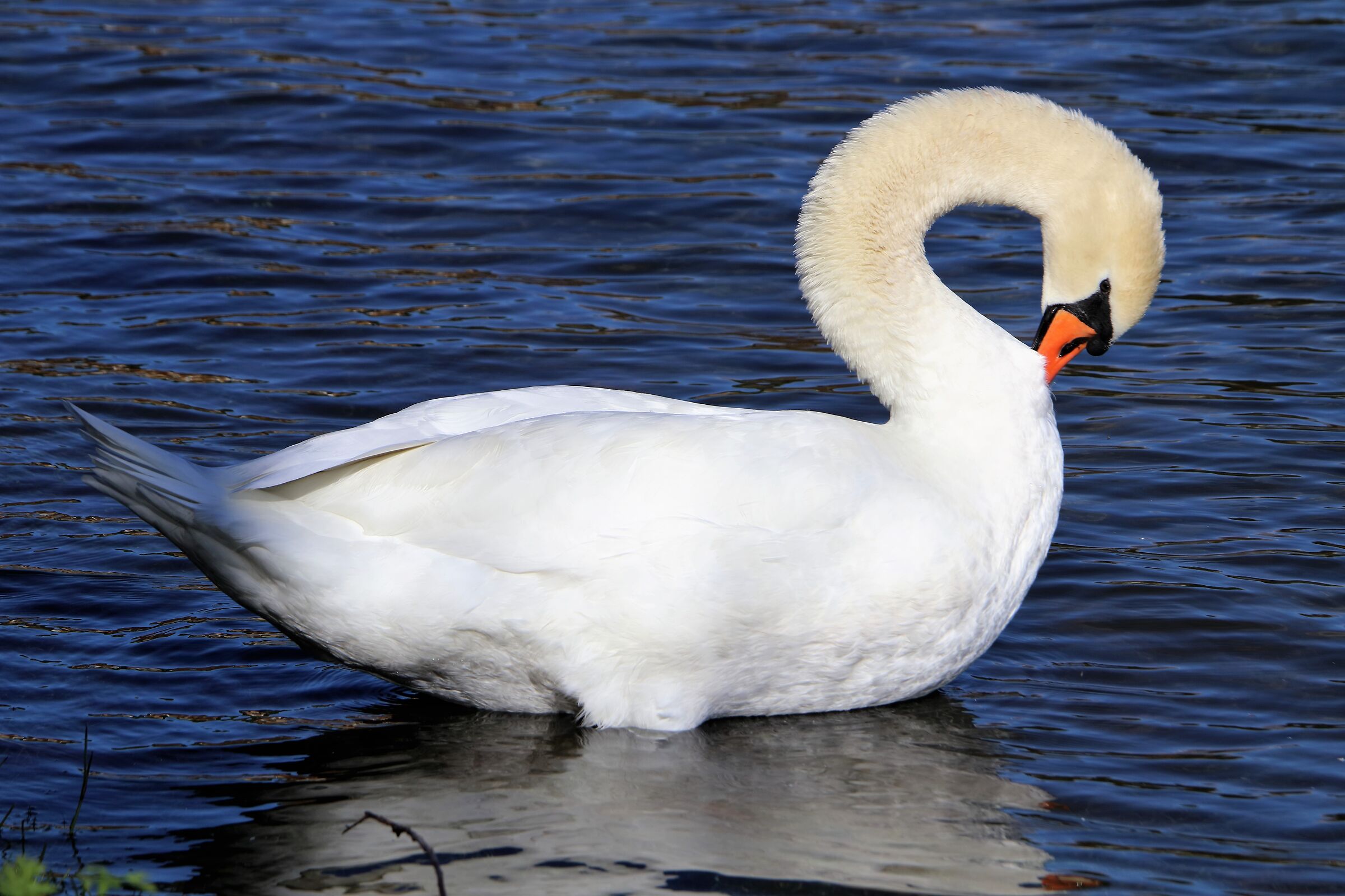Swan