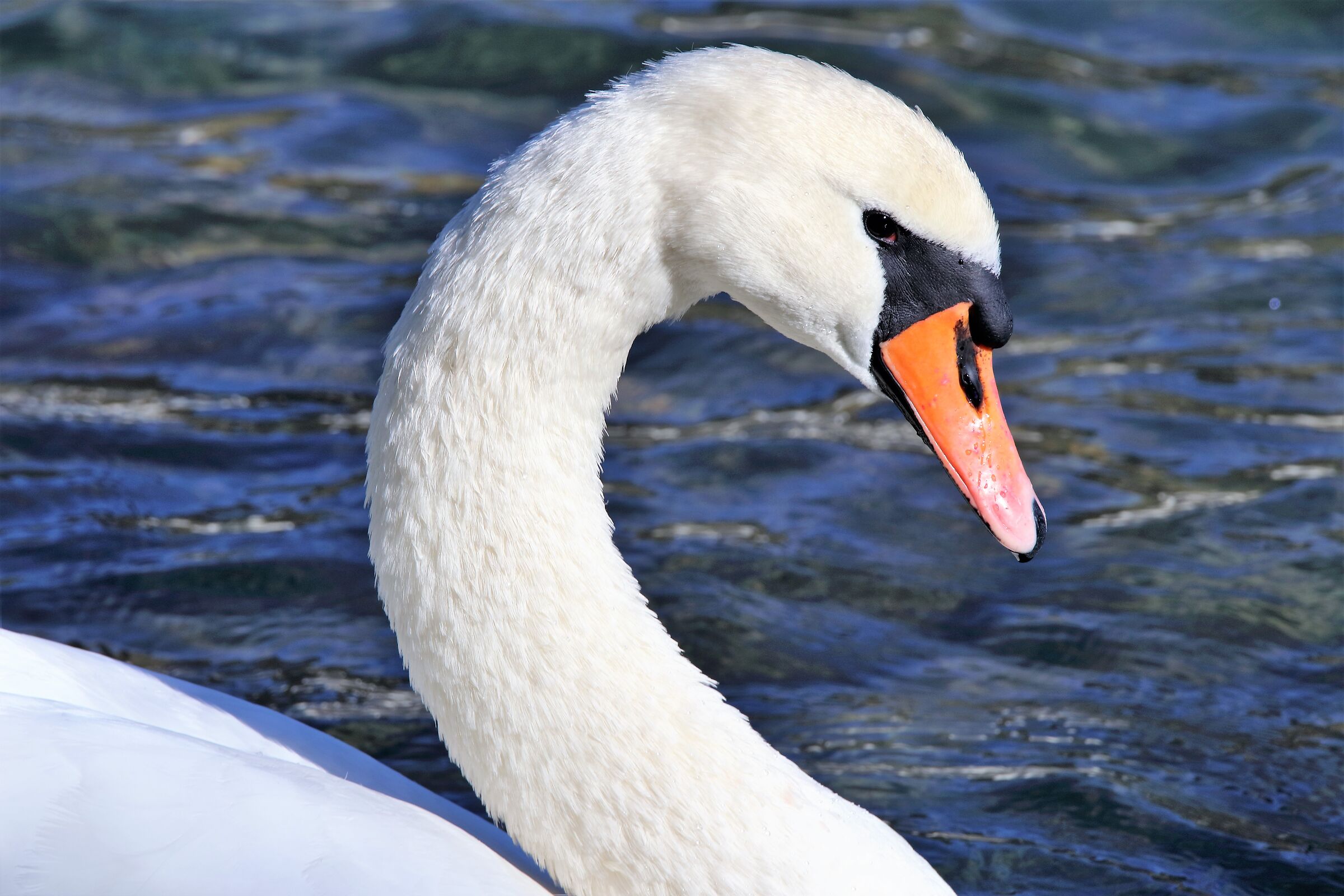 swan