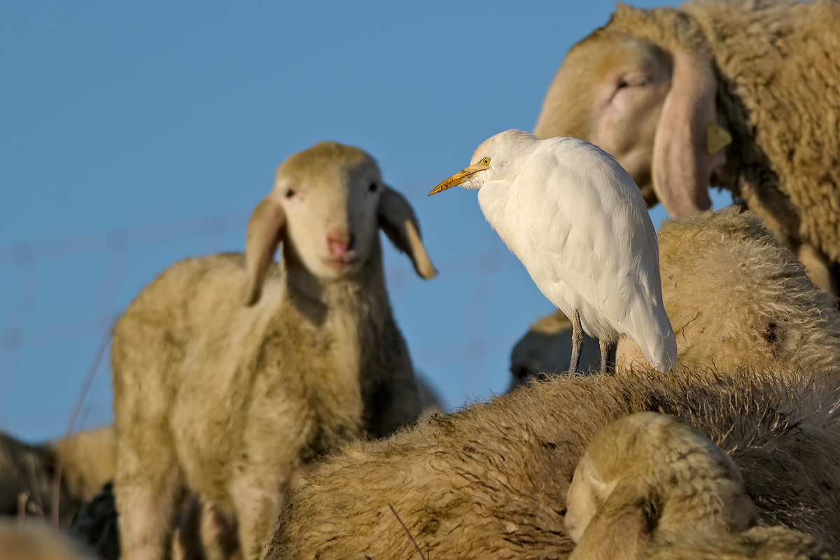 Cattle Egret (Bubulcus ibis)