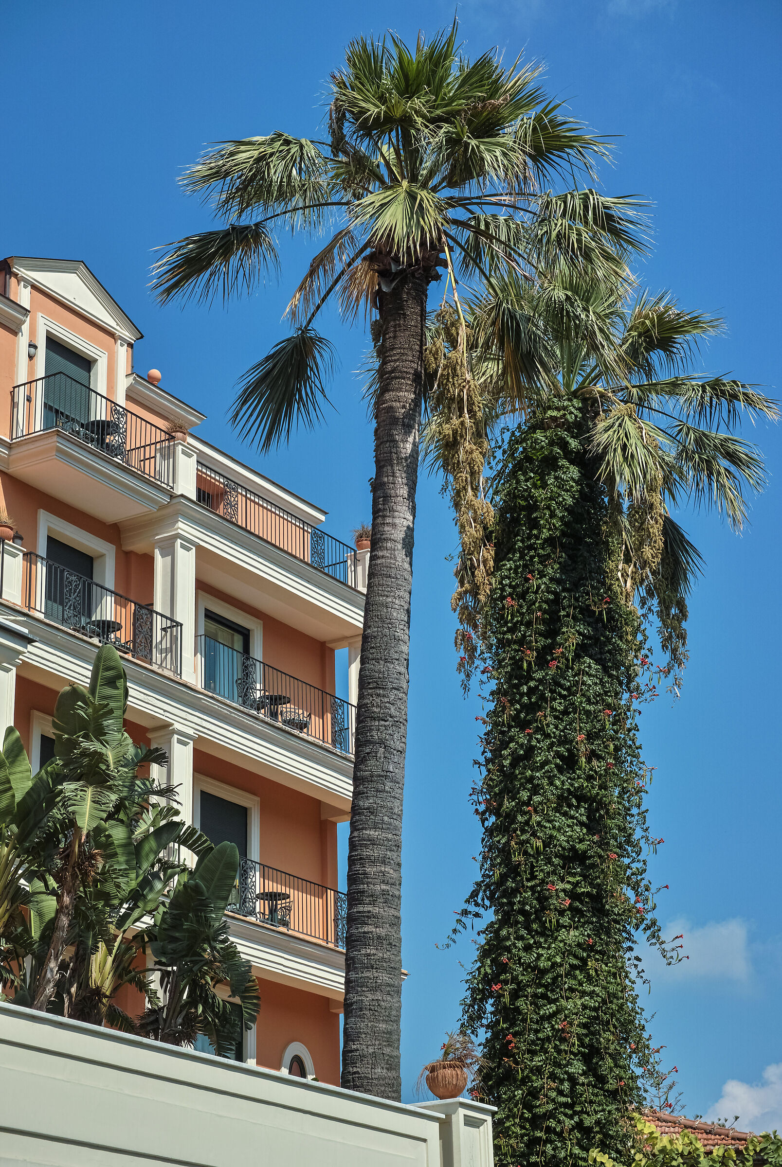 Palma nudista e palma in abito lungo