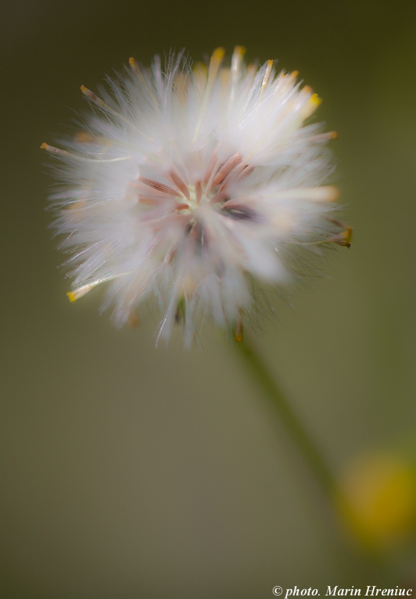 dandelion