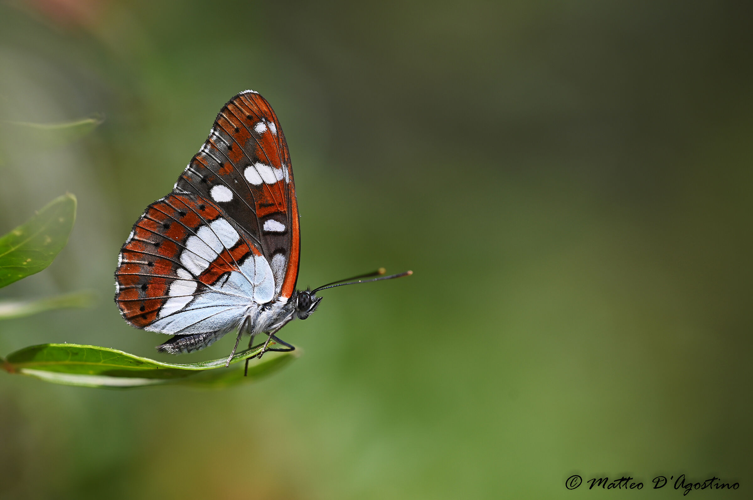 Limenitis reducta