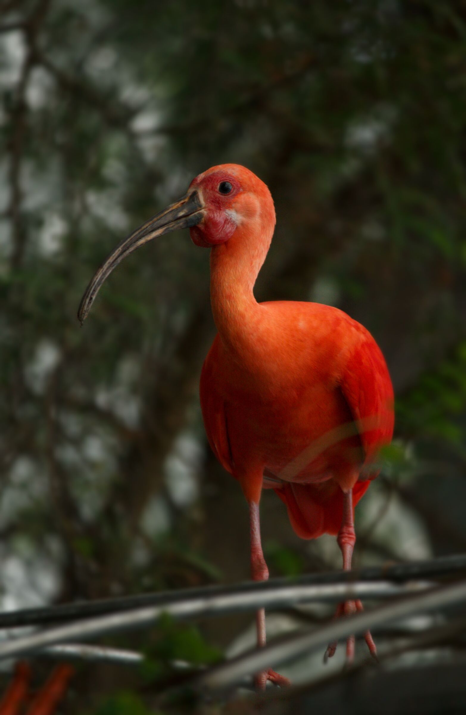 Ibis rosso