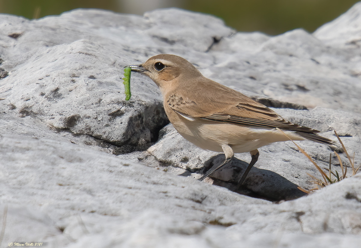 Culbianco (Oenanthe oenanthe)