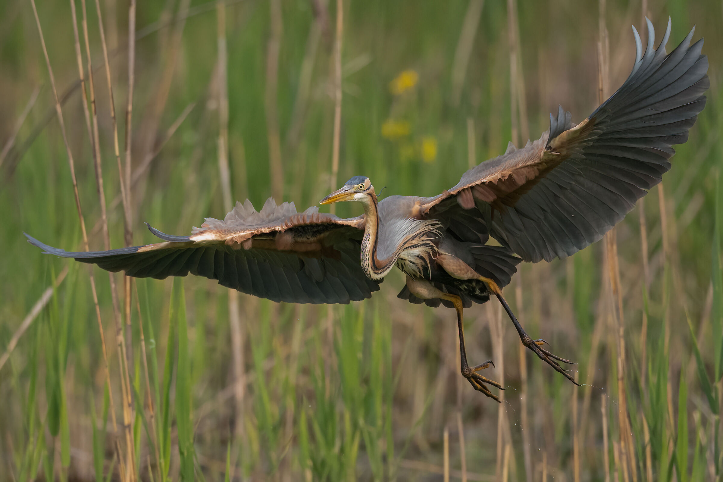 purple heron