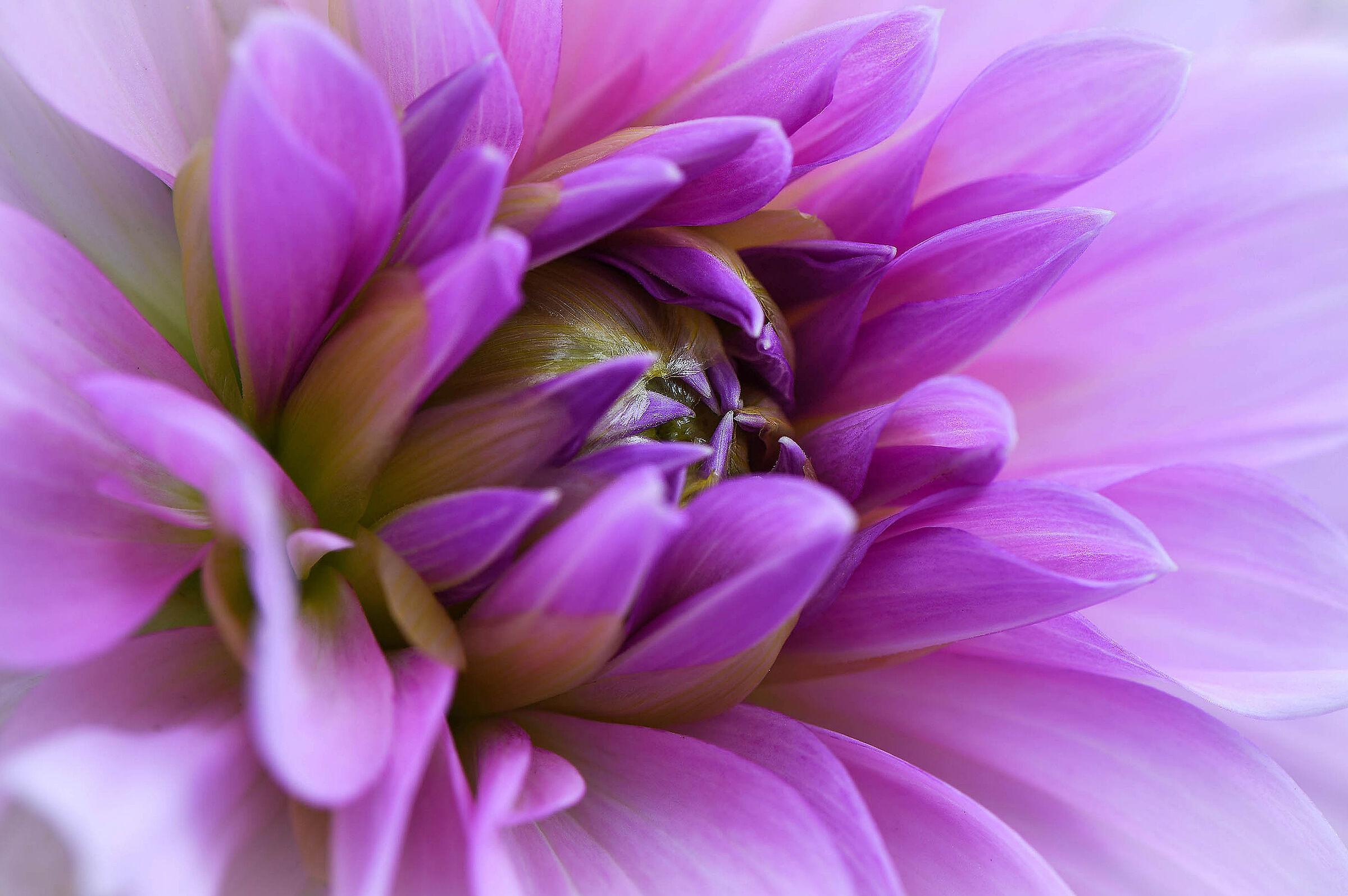 Nel cuore della Dahlia.