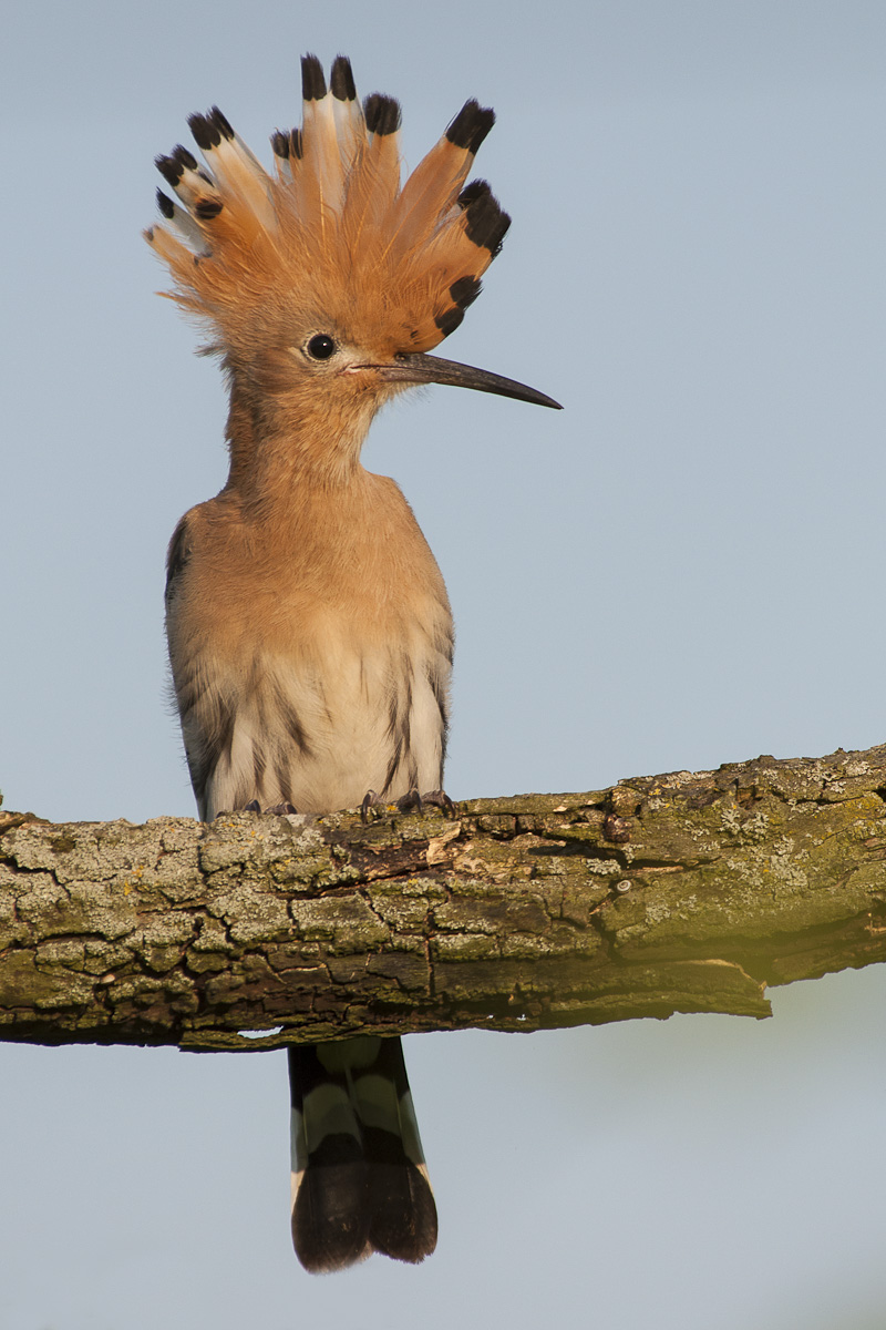 hoopoe