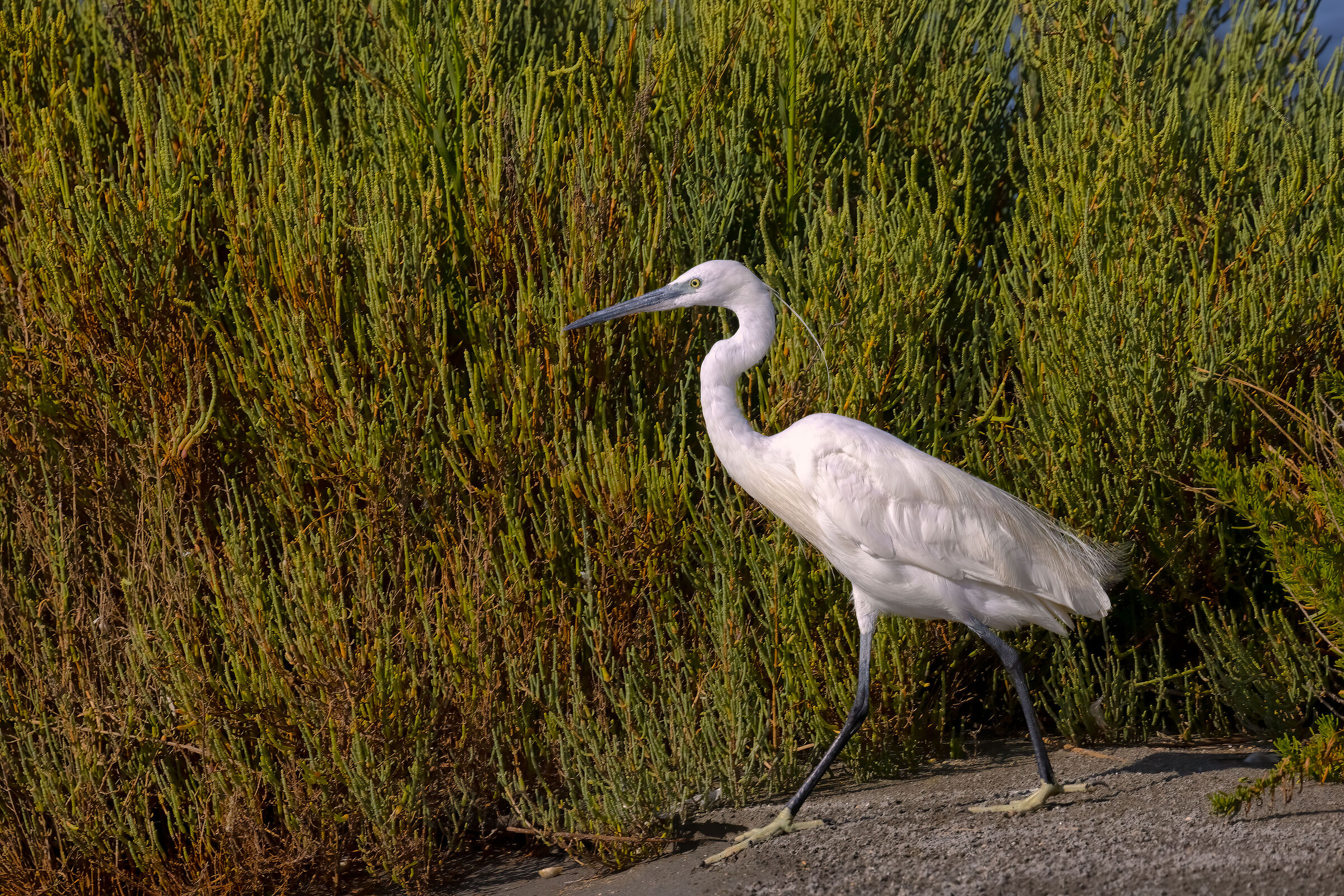 Incontri nelle Valli di Comacchio
