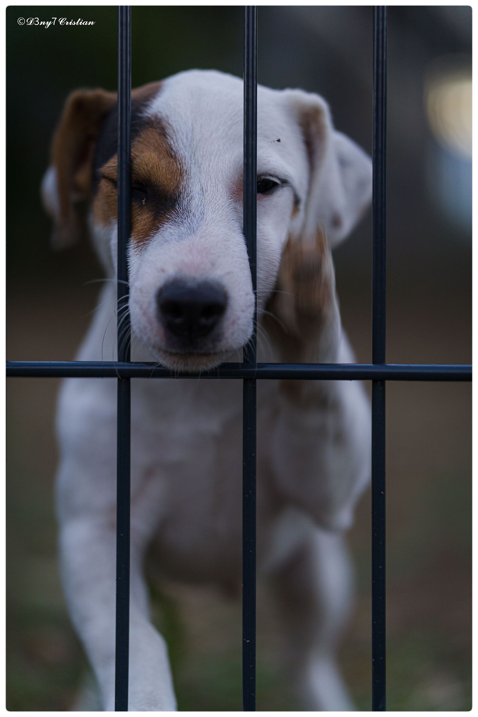 Jack Russell Terrier