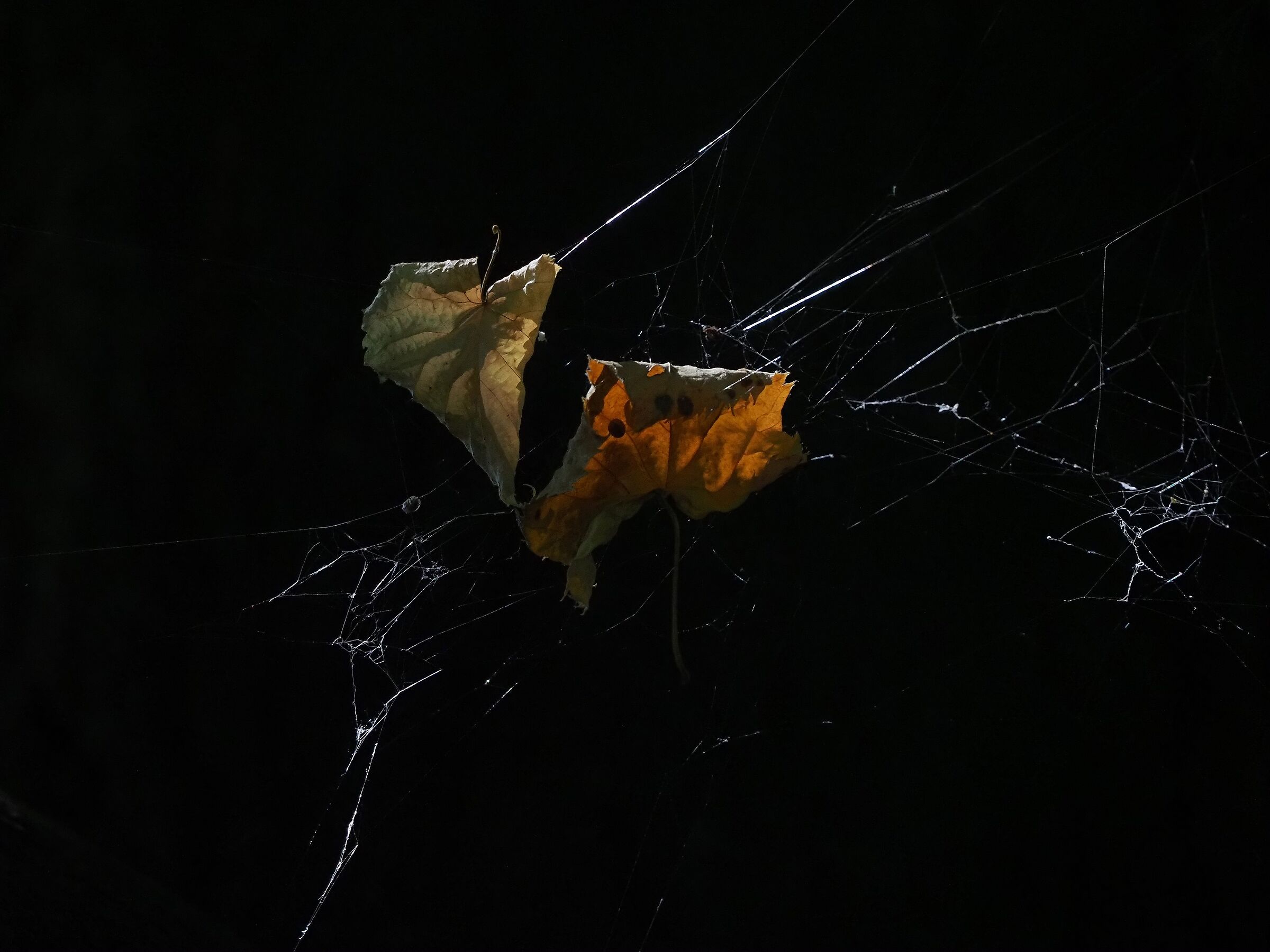 welcome autumn.... meteorological