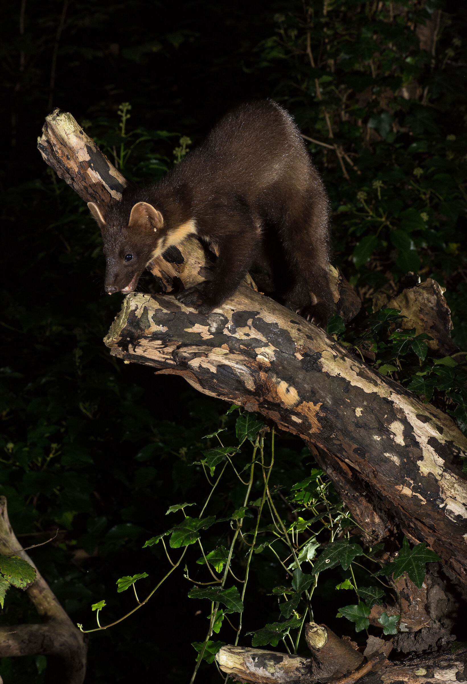 Pine marten