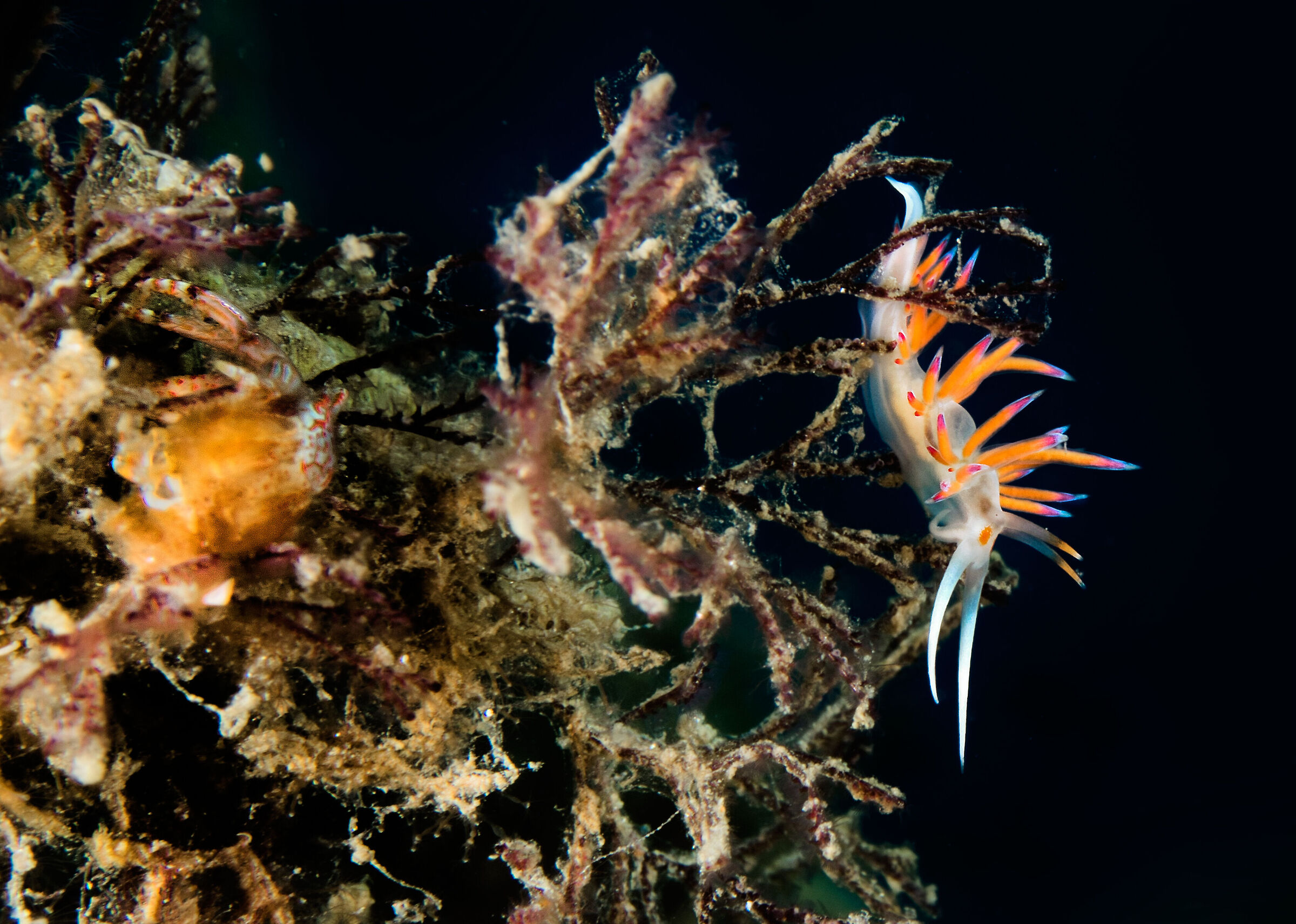 Nudibranco Cratena Peregrina