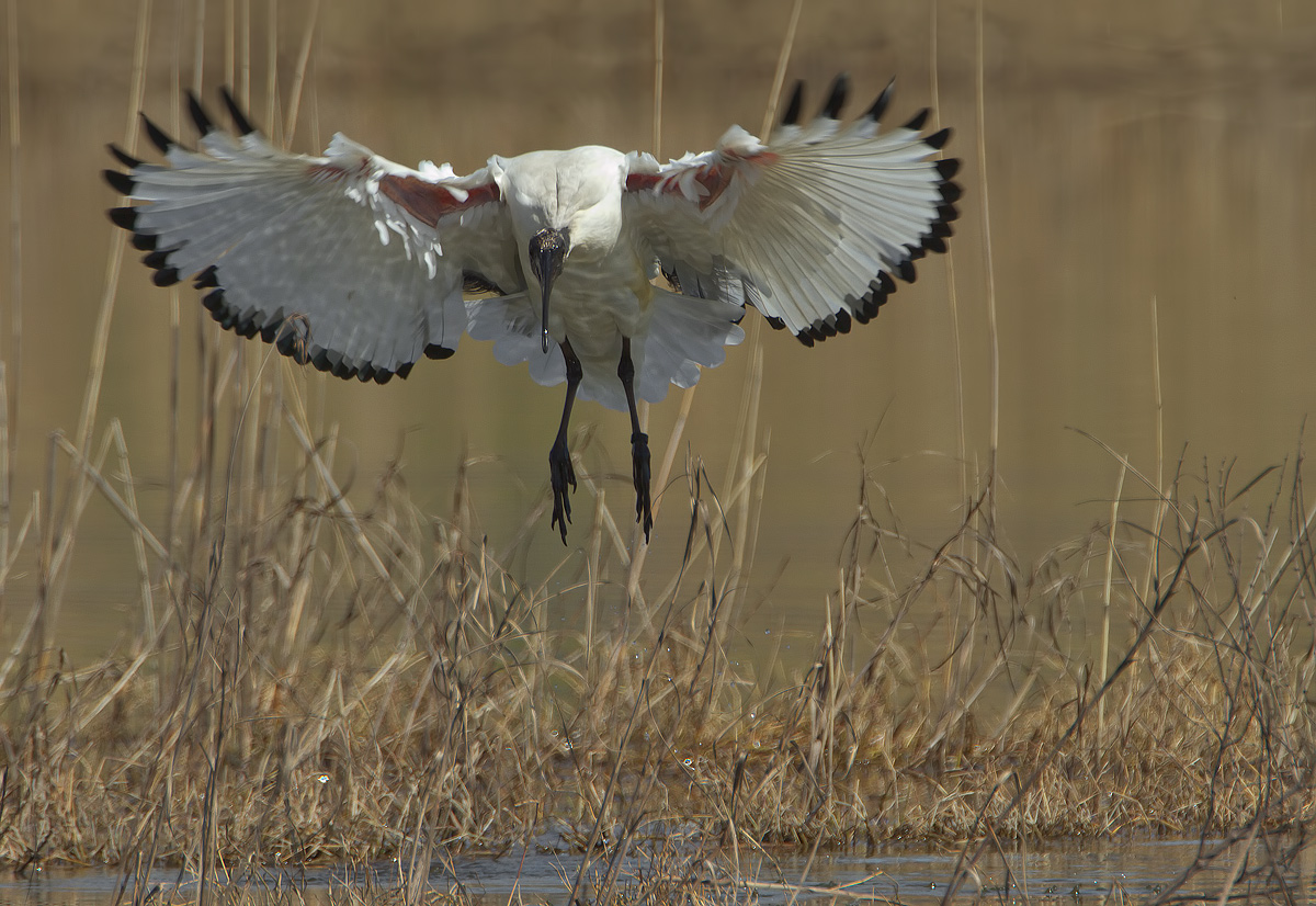 sacred ibis