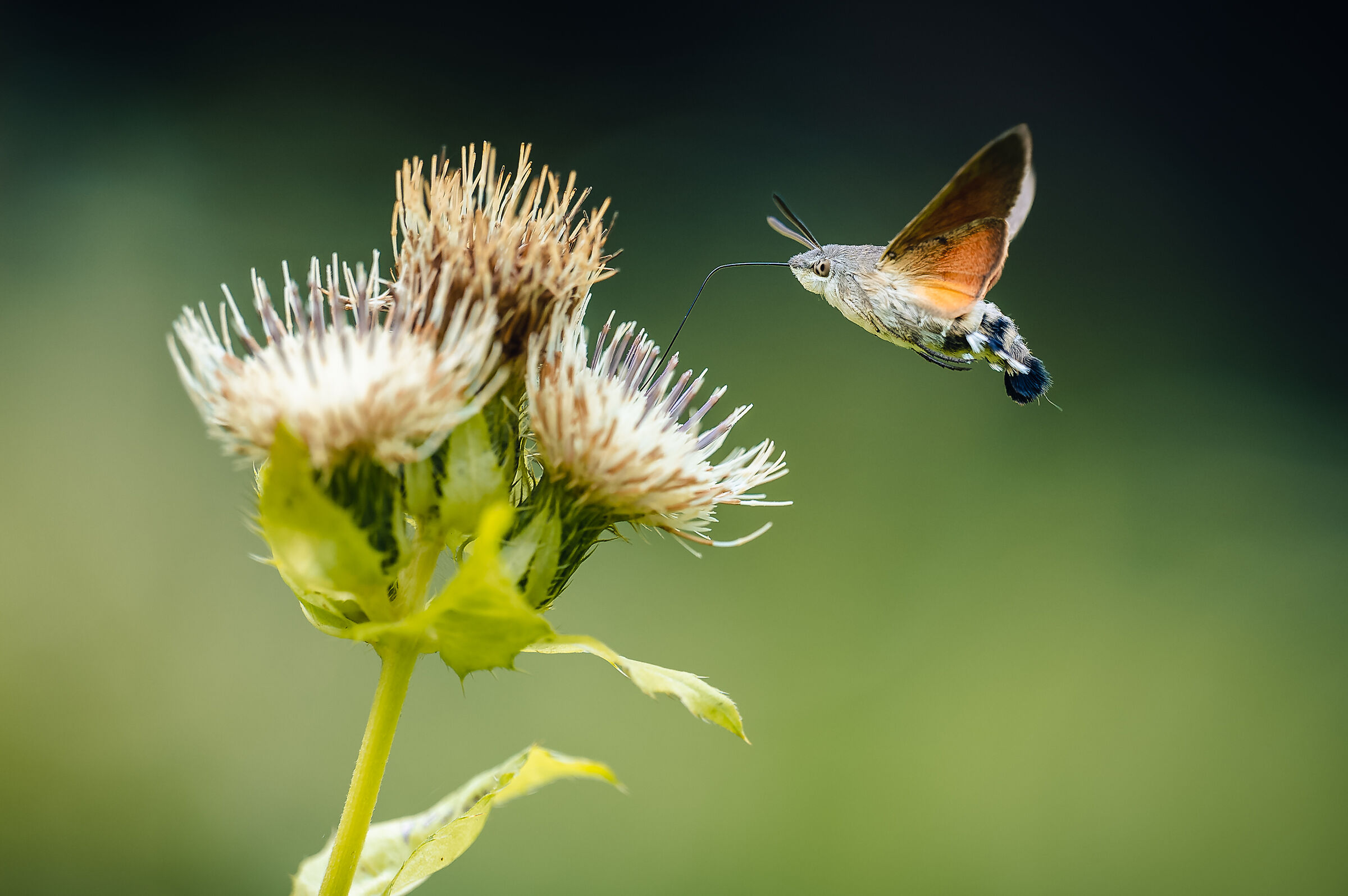 La falena-falena colibrì (Macroglossum stellatarum)