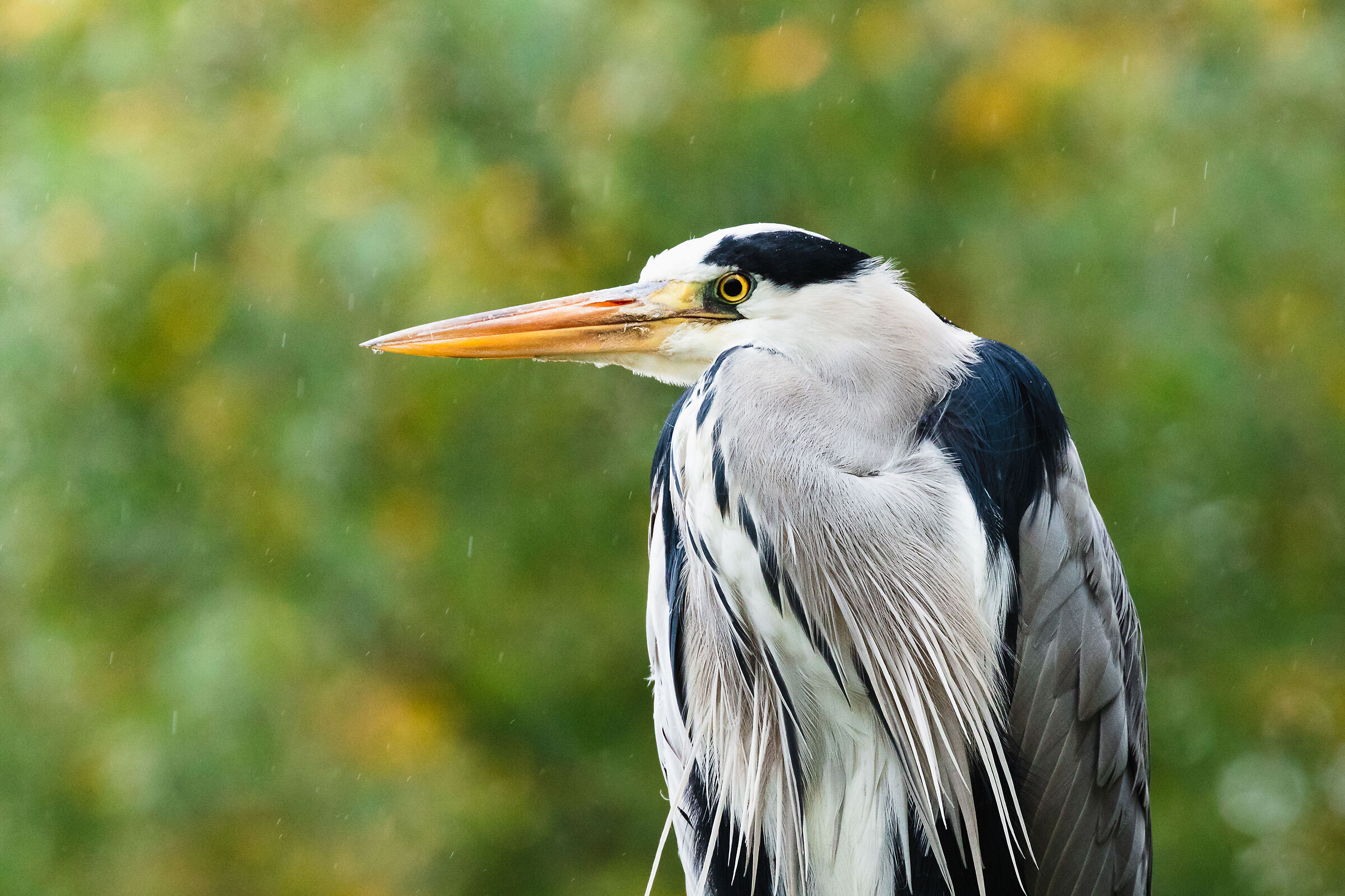 Grey Heron