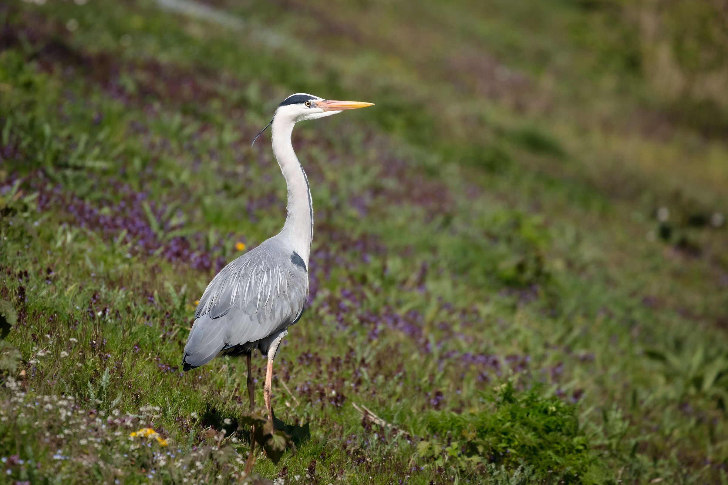 Grey Heron