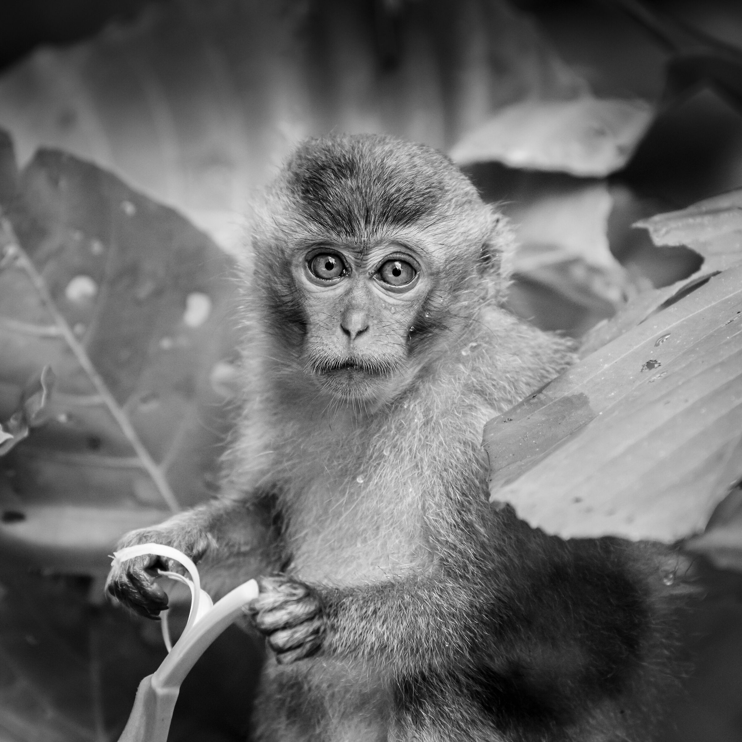 Long Tailed Macaque